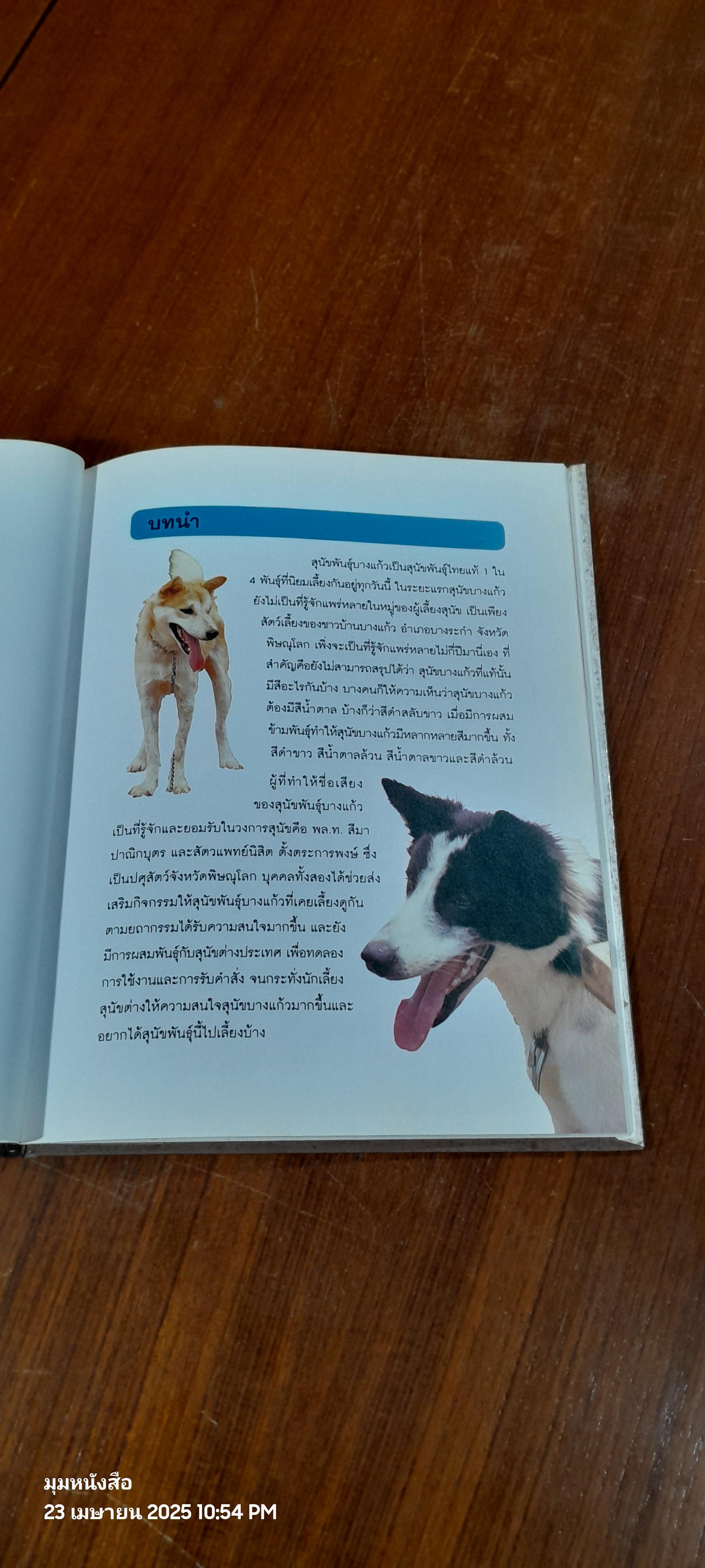 สุนัขบางแก้ว / วิชิต สิงห์ทอง