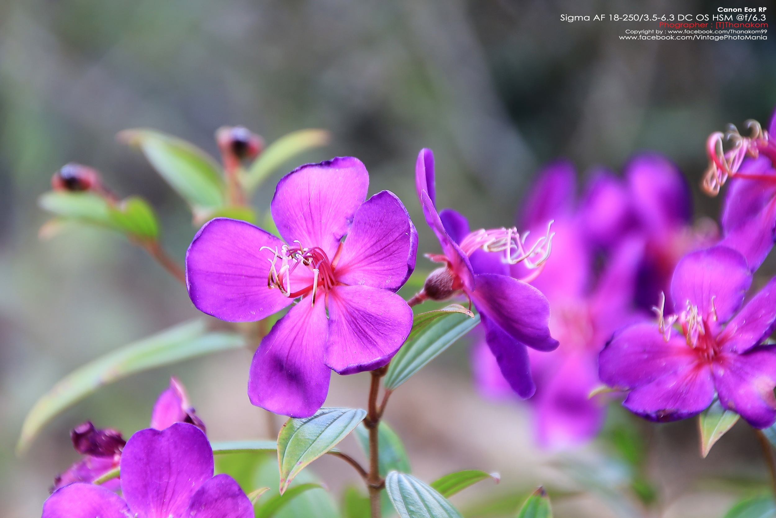 Sigma AF 18-250/3.5-6.3 DC OS HSM *Canon EF-S Mount เลนส์อเนกประสงค์ตัวเล็กซูมได้ 14 เท่ามีกันสั่น