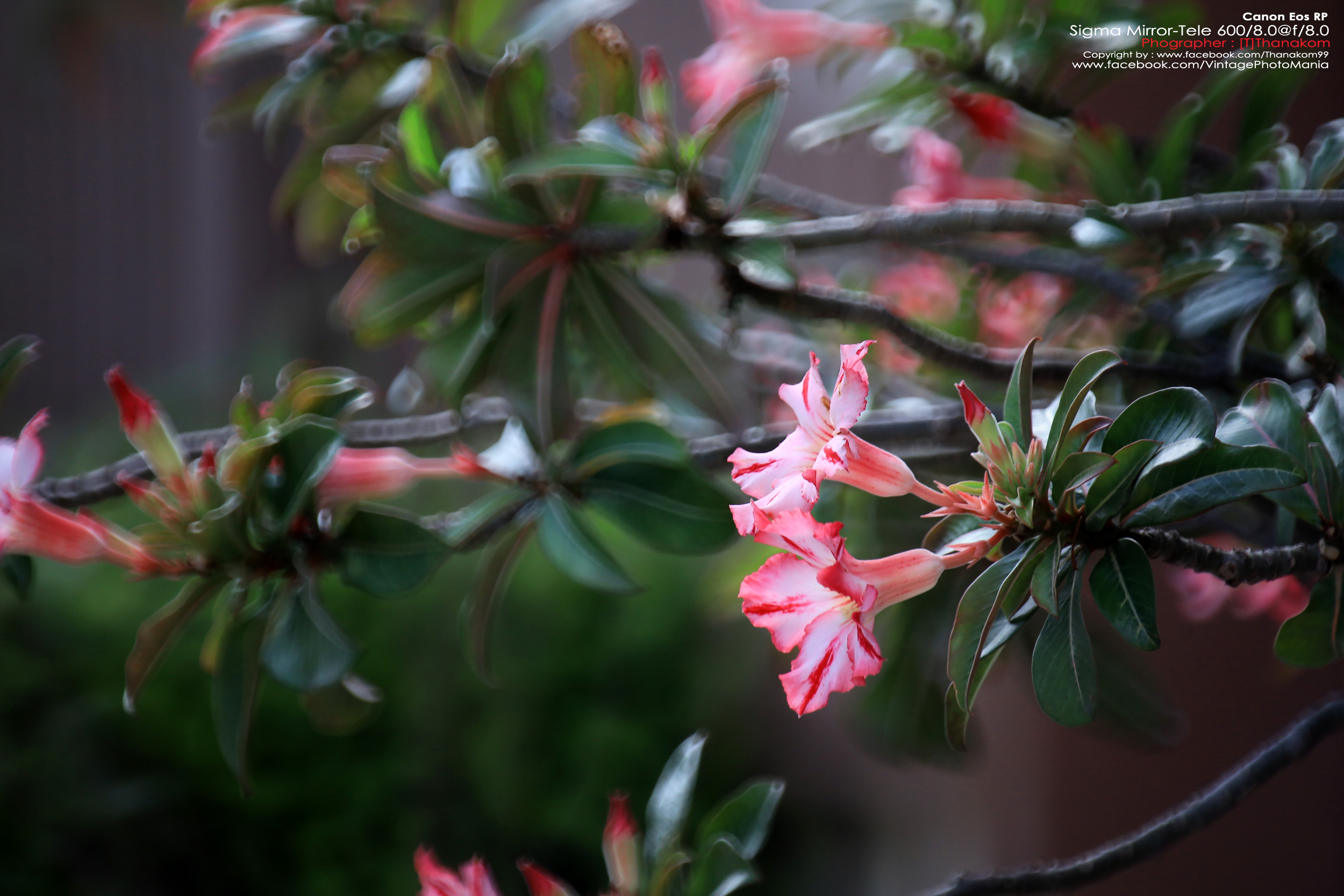 Sigma MC 600/8.0 Mirror Reflex *Canon EF Mount เลนส์ถ่ายไกลสุดๆโบเก้โดนัท