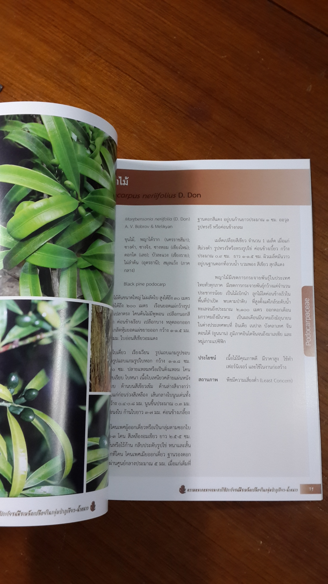 ความหลากหลายและการใช้ประโยชน์ พืชเมล็ดเปลือยในกลุ่มป่าภูเขียว-น้ำหนาว