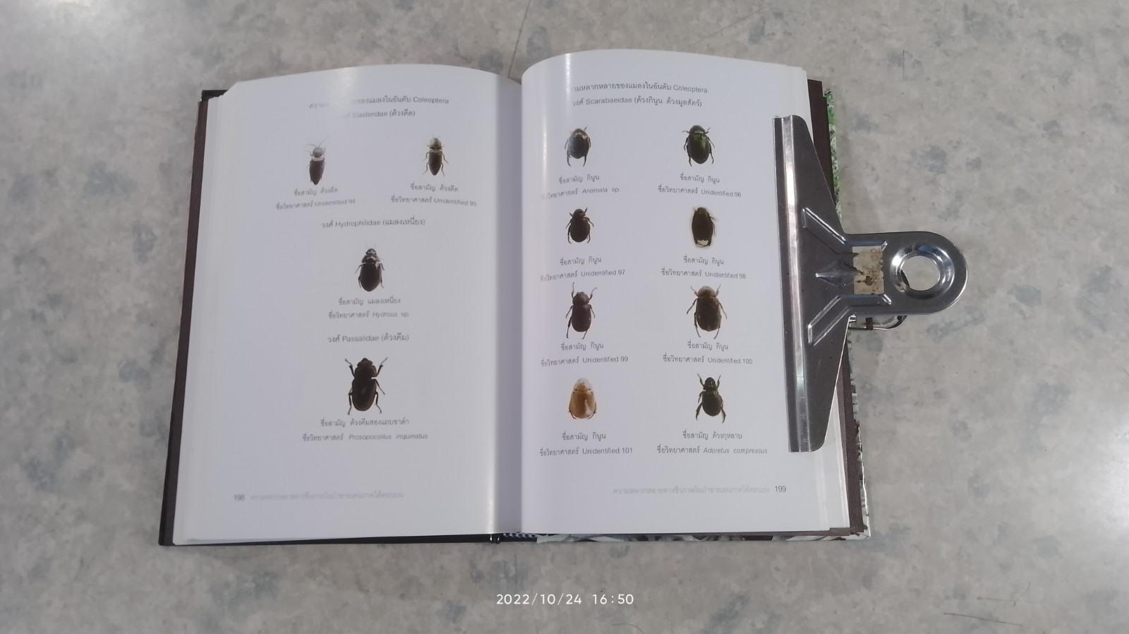 ความหลากหลายทางชีวภาพในป่าชายเลน ภาคใต้ตอนบน