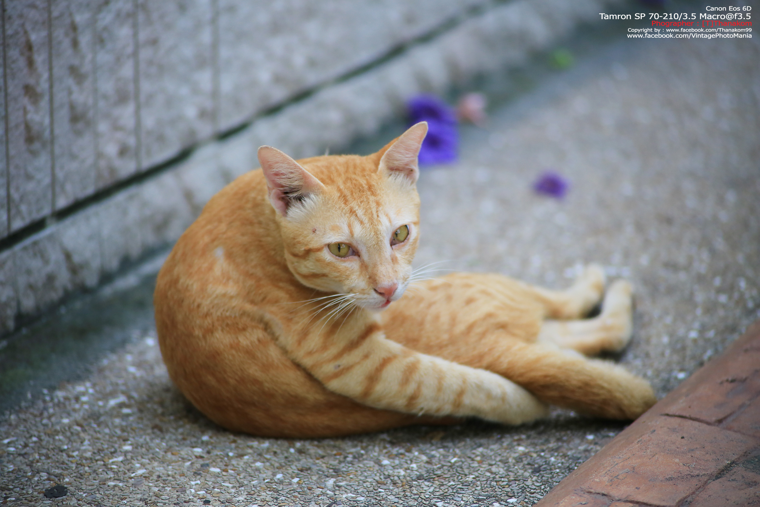 Tamron SP 70-210/3.5 CF Macro *Nikon Ai-S Mount เลนส์ไวแสงคมๆโบเก้สวย