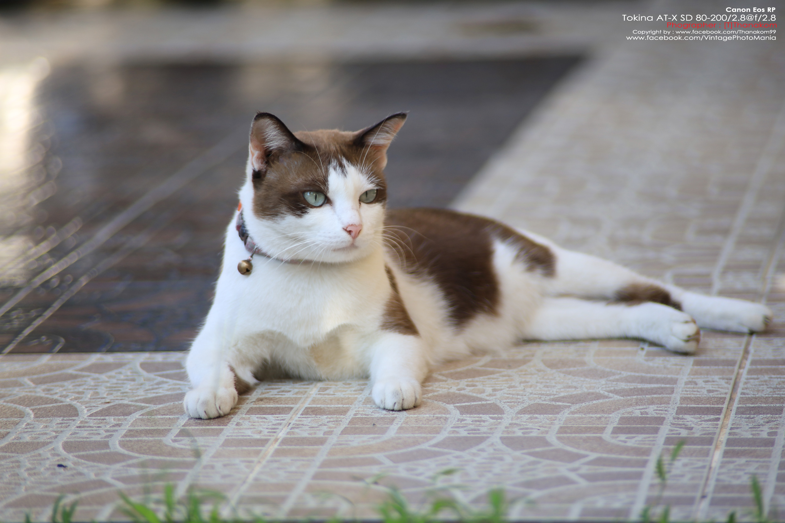 Tokina AT-X SD AF 80-200/2.8 *Canon EF Mount เลนส์เทเลละลายฉากหลังระดับโปรเอฟไม่ไหล