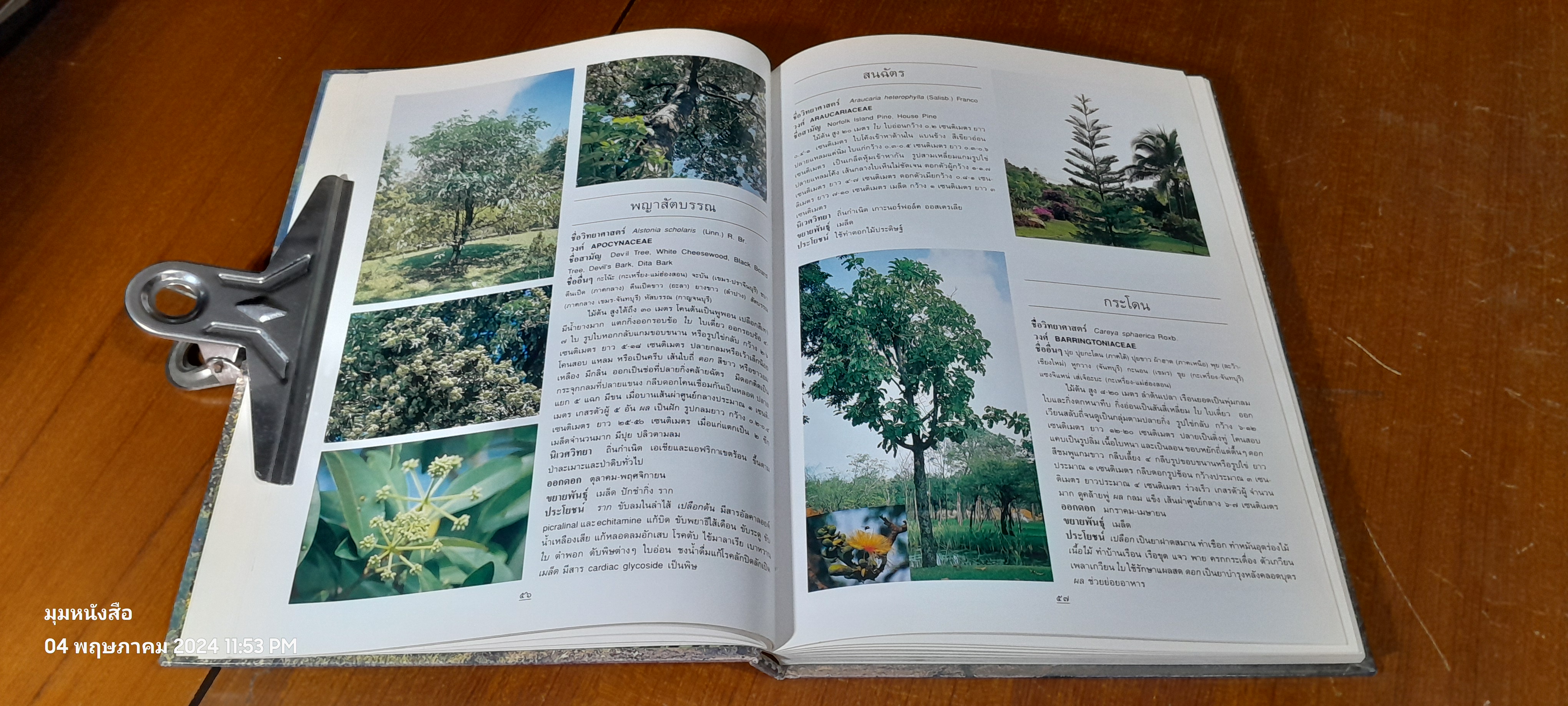 ไม้ดอกและไม้ประดับ