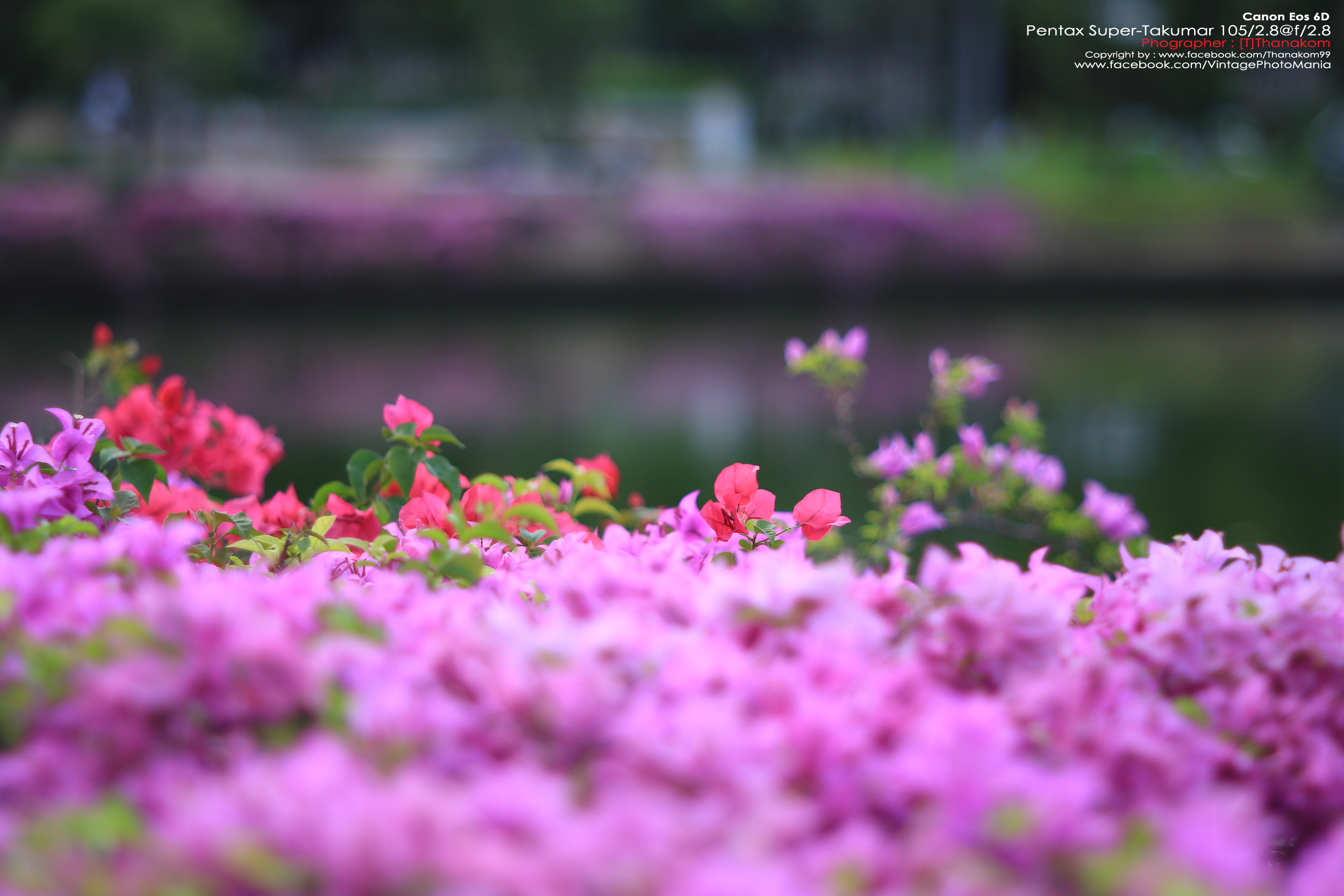 Pentax Super-Multi-Coated Takumar 105/2.8 *M42 Mount เลนส์พรอตเทรตตัวเล็กคมๆ