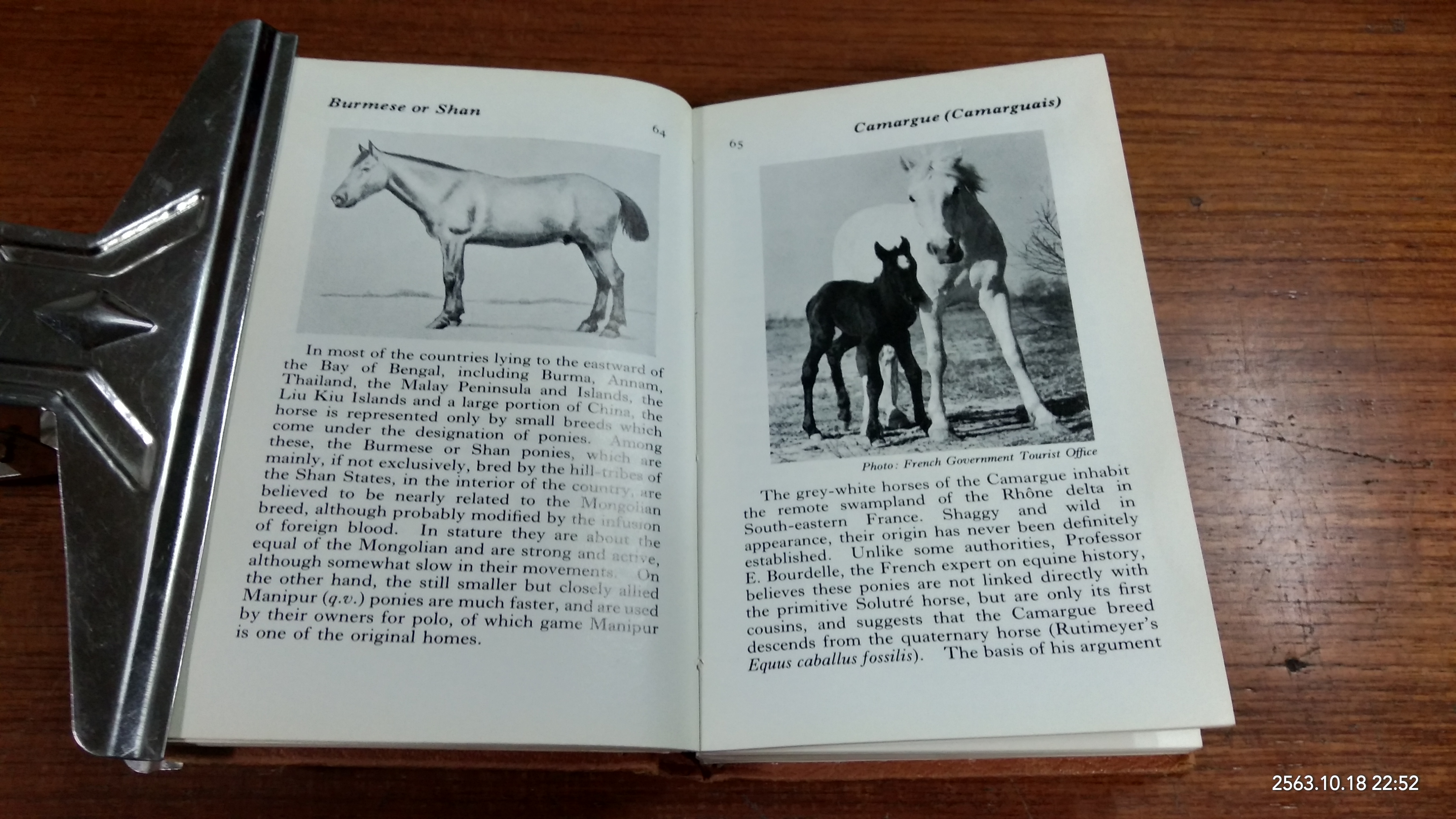 HORSES & PONIES / R.S. SUMMERHAYS