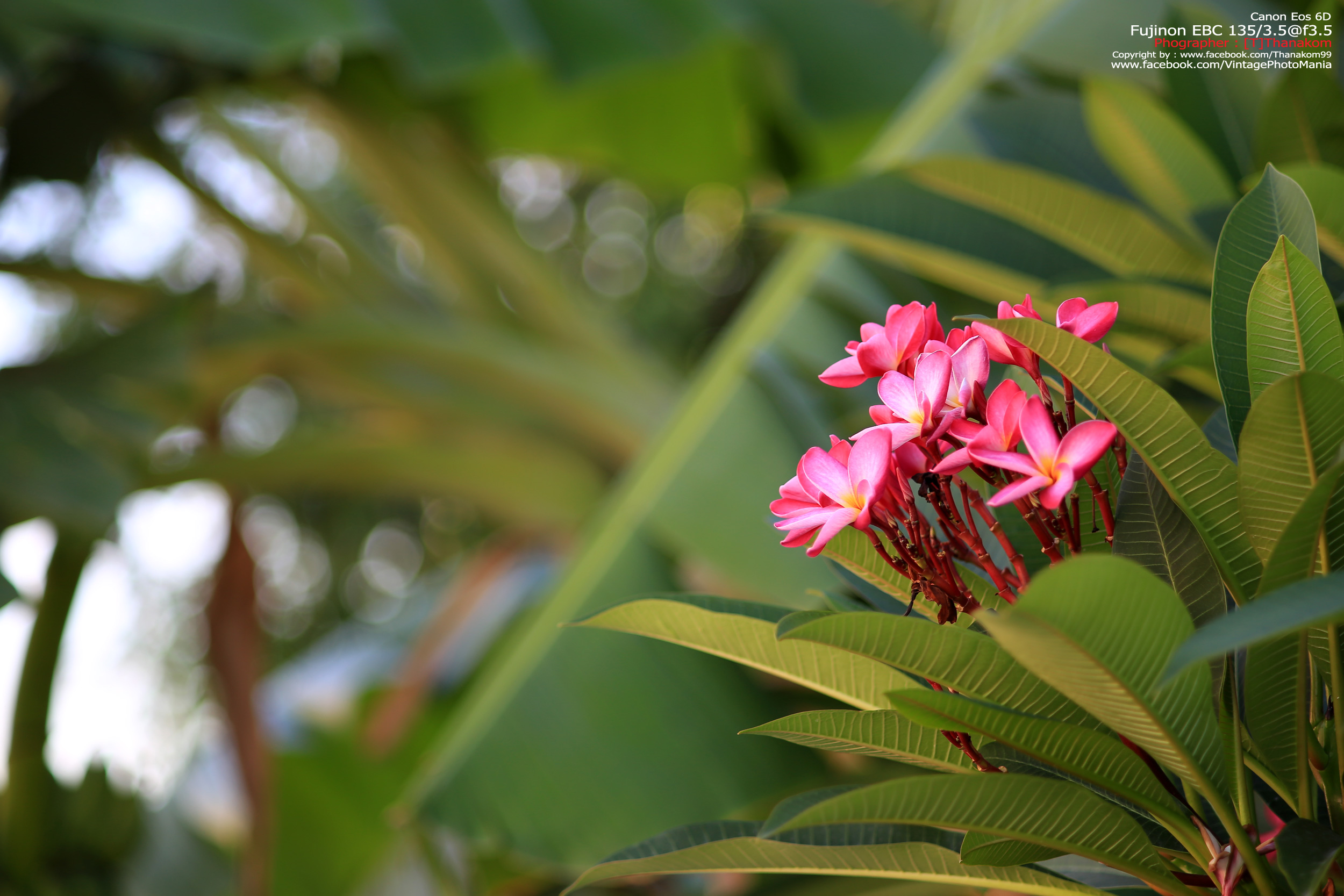 Fujinon EBC 135/3.5 *M42 Mount เลนส์พรอตเทรตตัวเล็กรุ่นหายากของมือหมุนฟูจิ