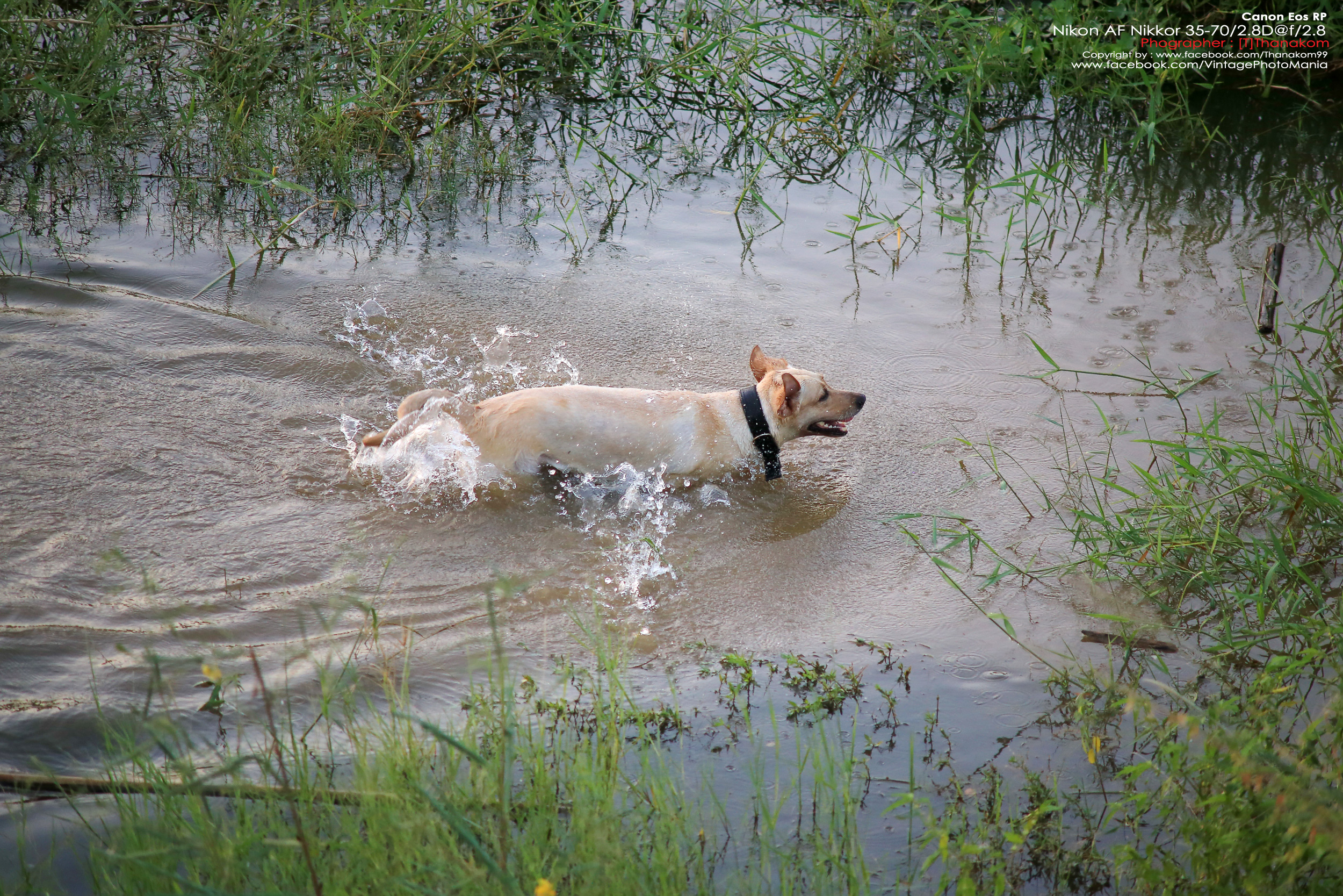 Nikon AF Nikkor 35-70/2.8 *Nikon AF-D Mount เลนส์ซูมเกรดโปรเอฟไม่ไหล