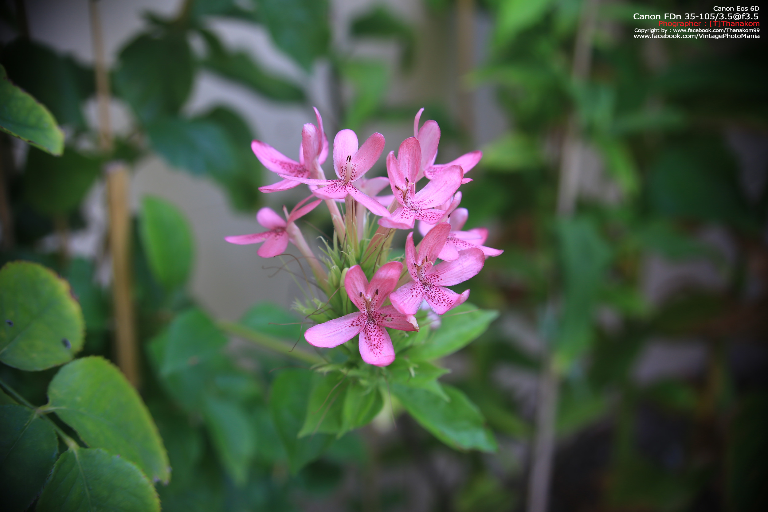 Canon FD 35-105/3.5 *FD Mount เลนส์อเนกประสงค์ไวแสงเอฟไม่ไหล