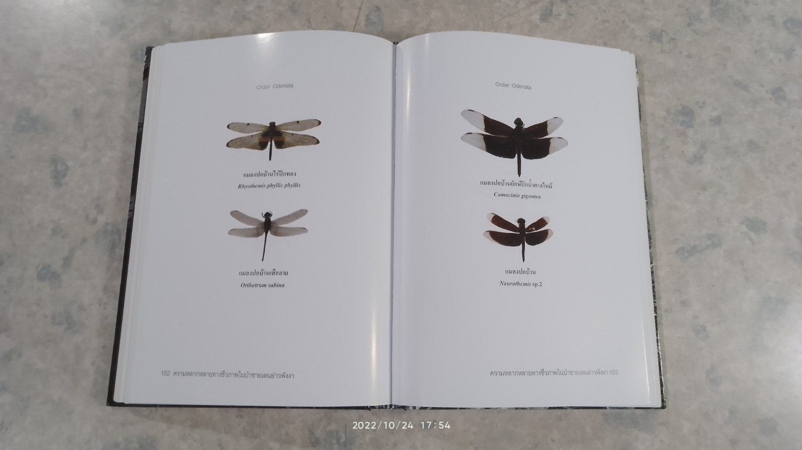 ความหลากหลายทางชีวภาพในป่าชายเลน อ่าวพังงา