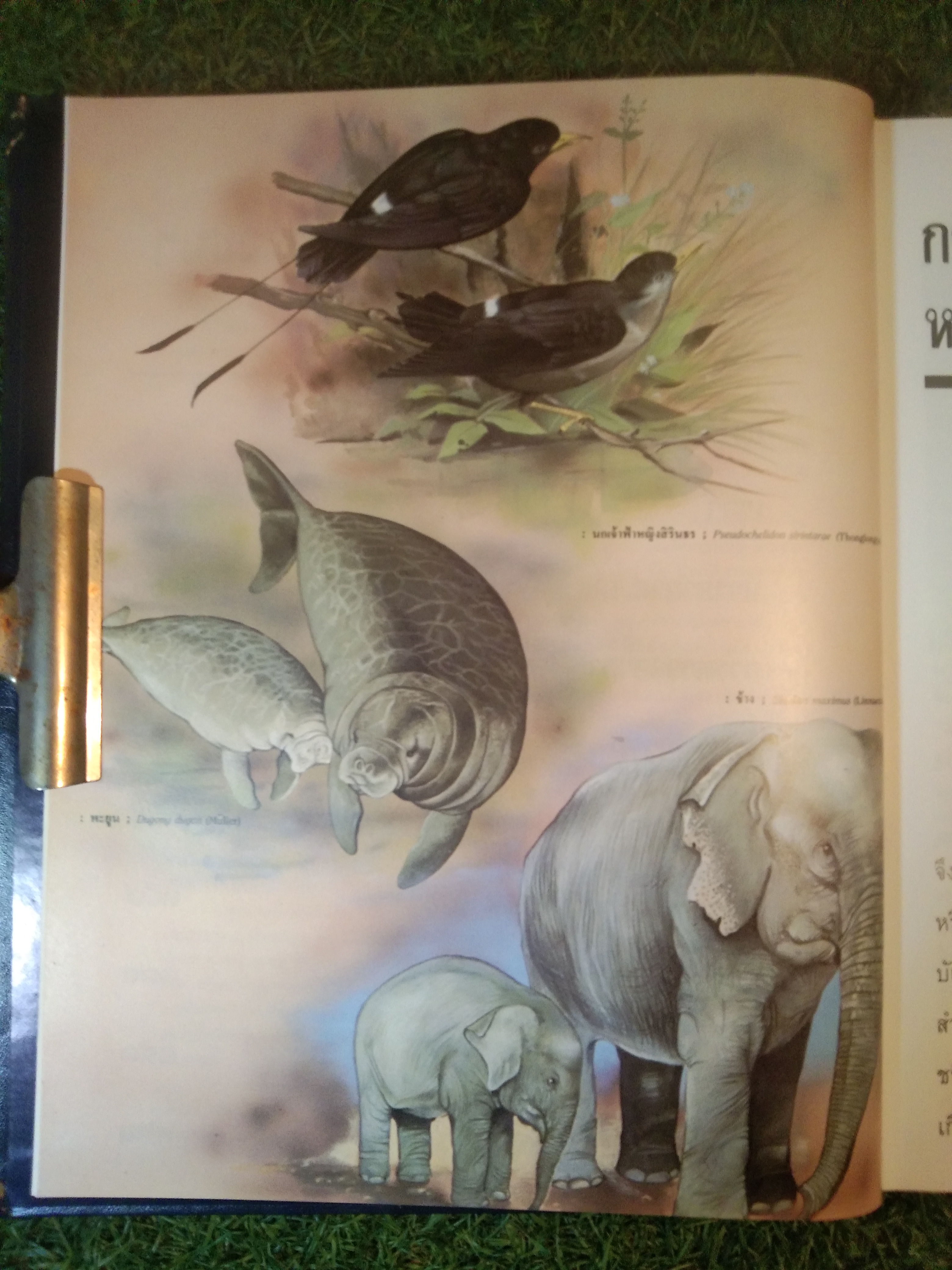 สารานุกรมไทยสำหรับเยาวชน เล่ม 2 / โดยพระราชประสงค์ในพระบาทสมเด็จพระเจ้าอยู่หัว