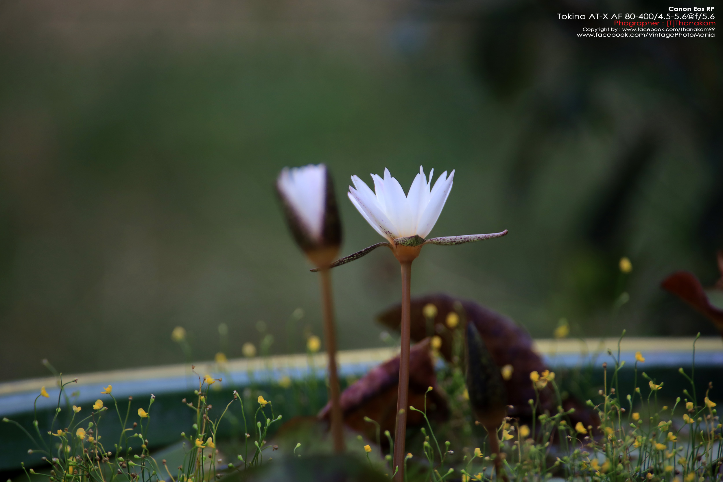 Tokina AT-X AF 100-300/4.0 Internal Focus *Nikon AF-D Mount เลนส์ซูมซูเปอร์เทเลสายถ่ายนกเอฟไม่ไหล