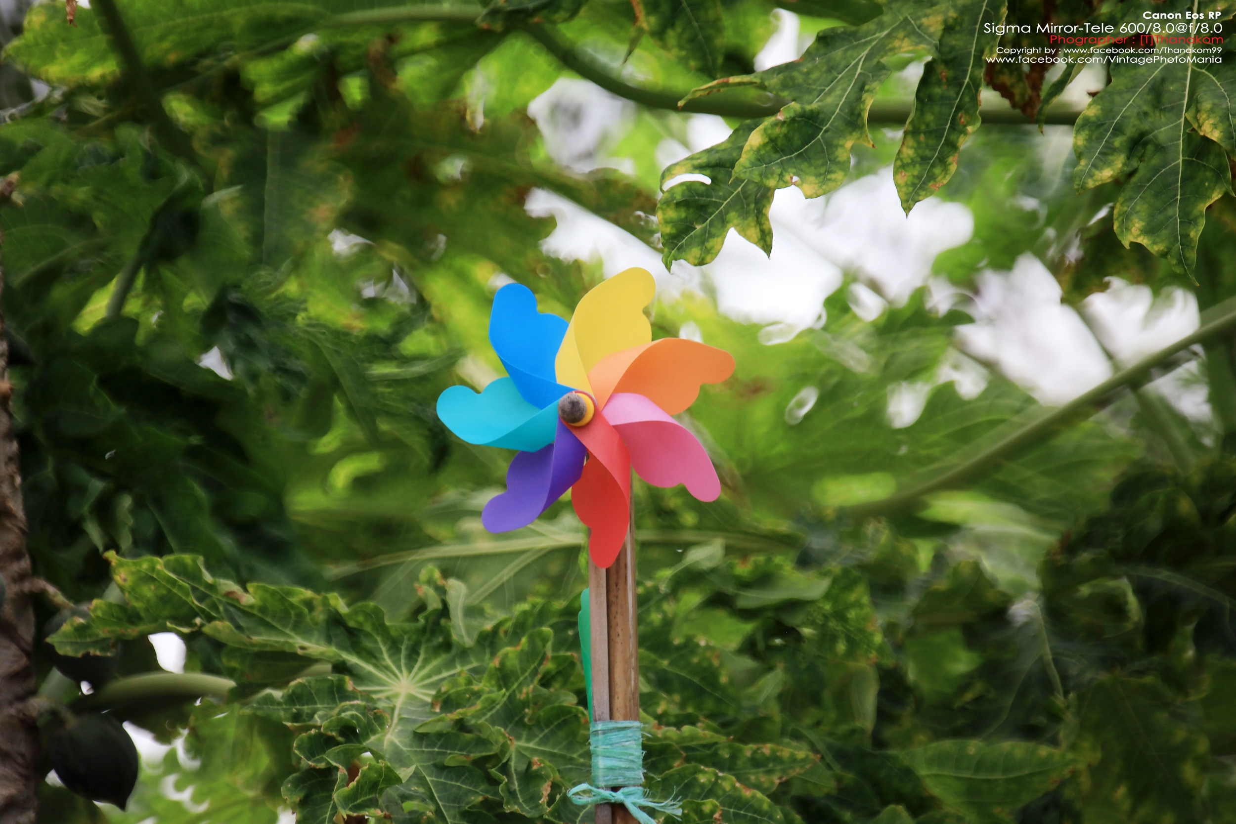 Sigma MC 600/8.0 Mirror Reflex *Canon EF Mount เลนส์ถ่ายไกลสุดๆโบเก้โดนัท