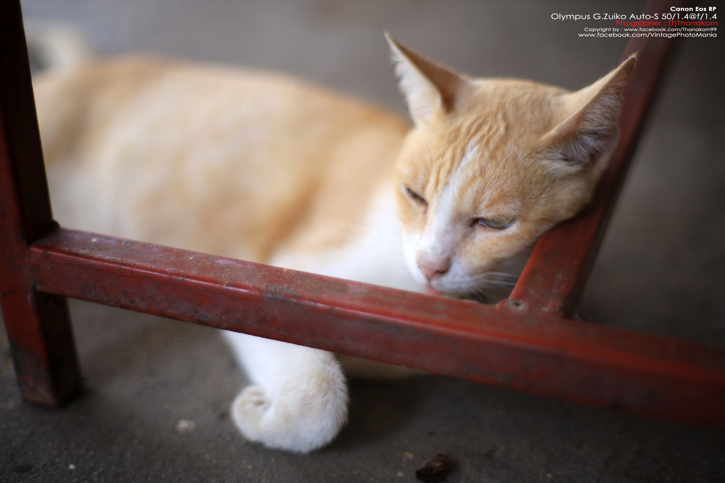 Olympus G.Zuiko Auto-S 50/1.4 *OM Mount เลนส์ไวแสงละลายฉากหลังสวย