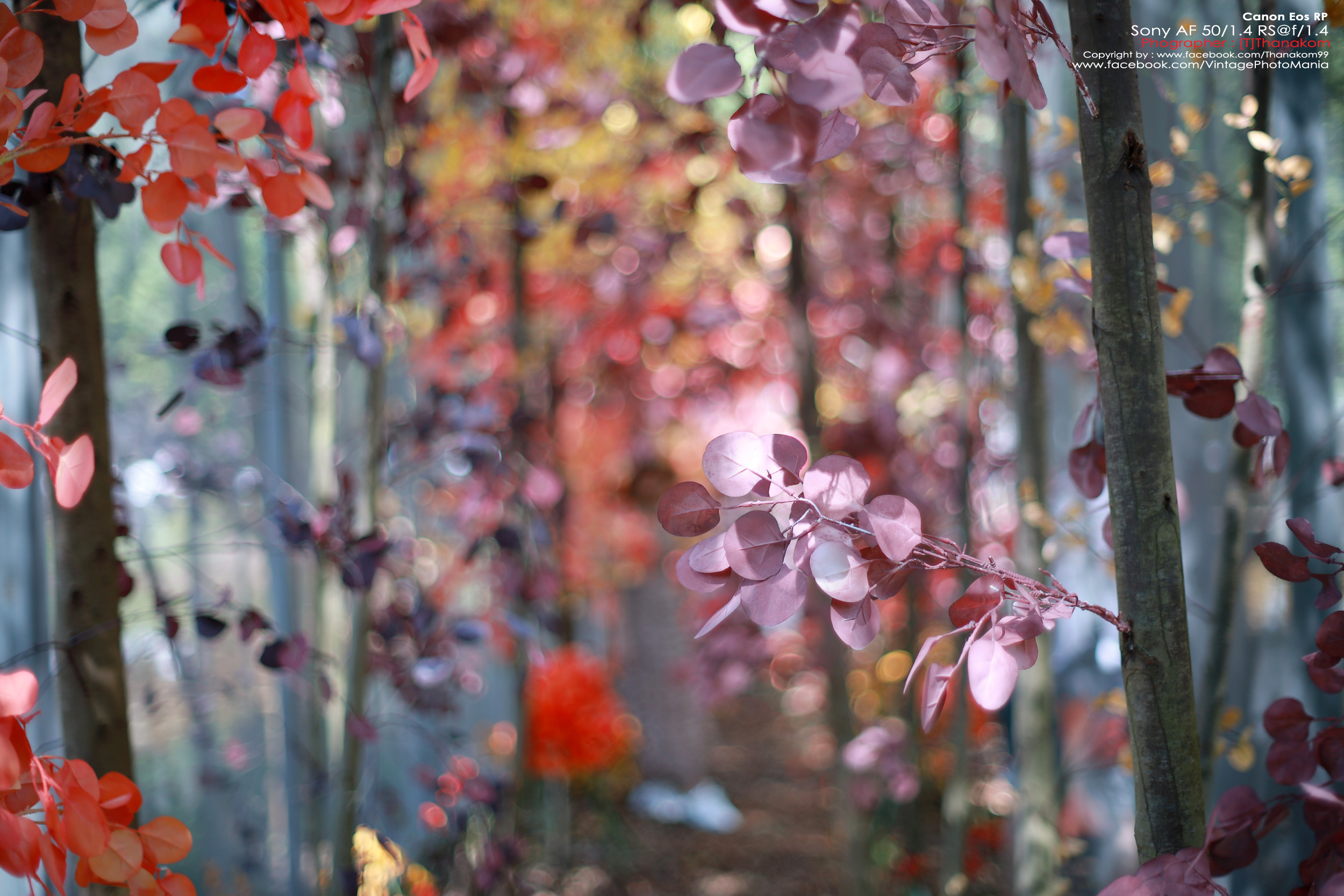 Minolta AF 50/1.4 *Sony A Mount เลนส์ไวแสงละลายฉากหลังสวยสำหรับกล้อง Sony DSLR