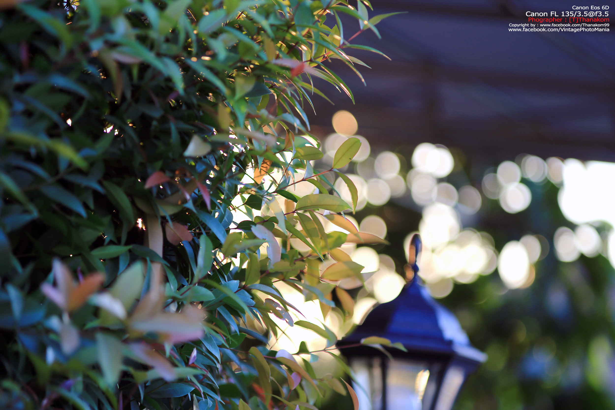 Canon FL 135/2.5 *Canon FD Mount เลนส์ไวแสงละลายฉากหลังสวย