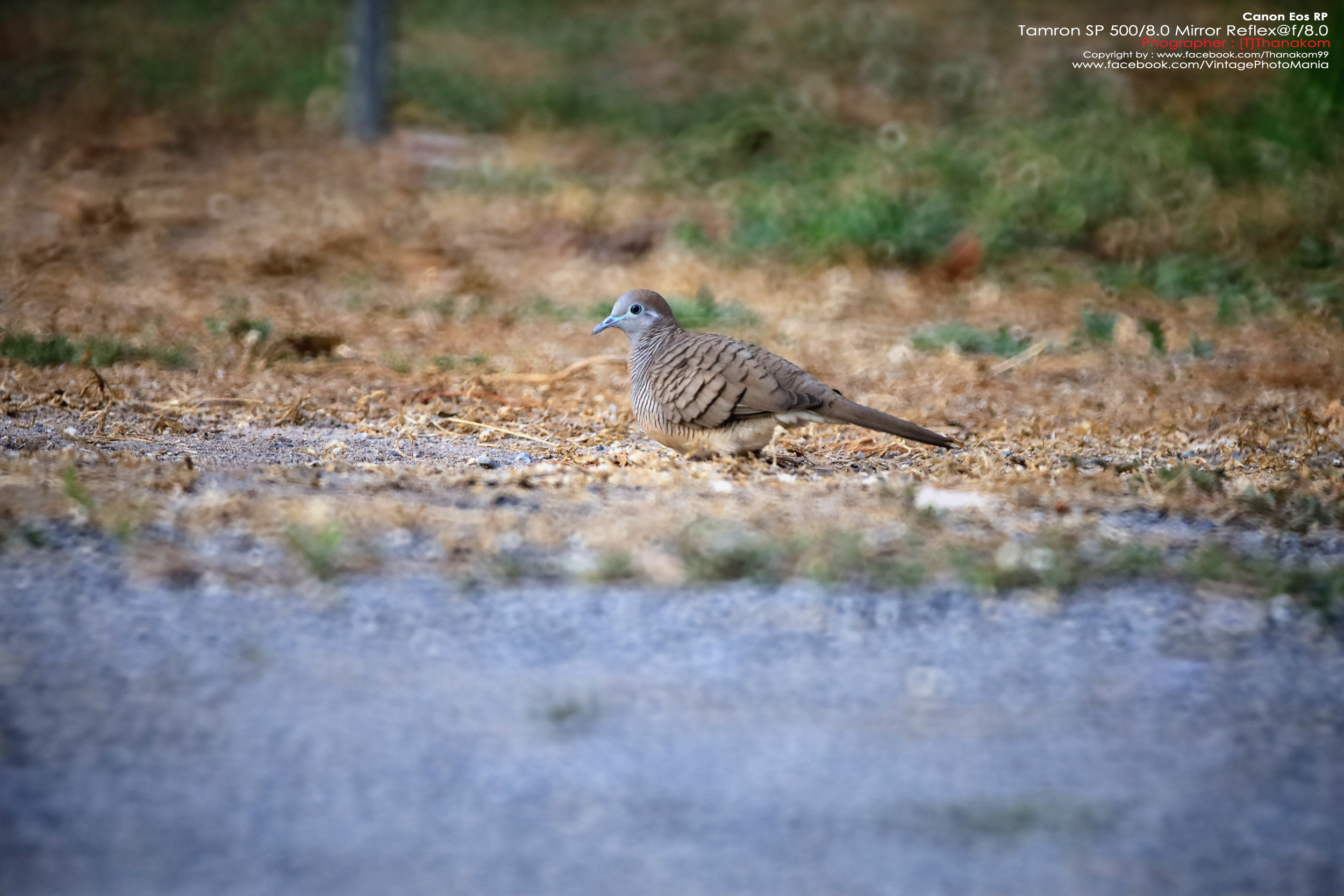 Tamron SP 500/8.0 Mirror Reflex Macro *Canon EF Mount เลนส์ถ่ายไกลสุดๆโบเก้โดนัท