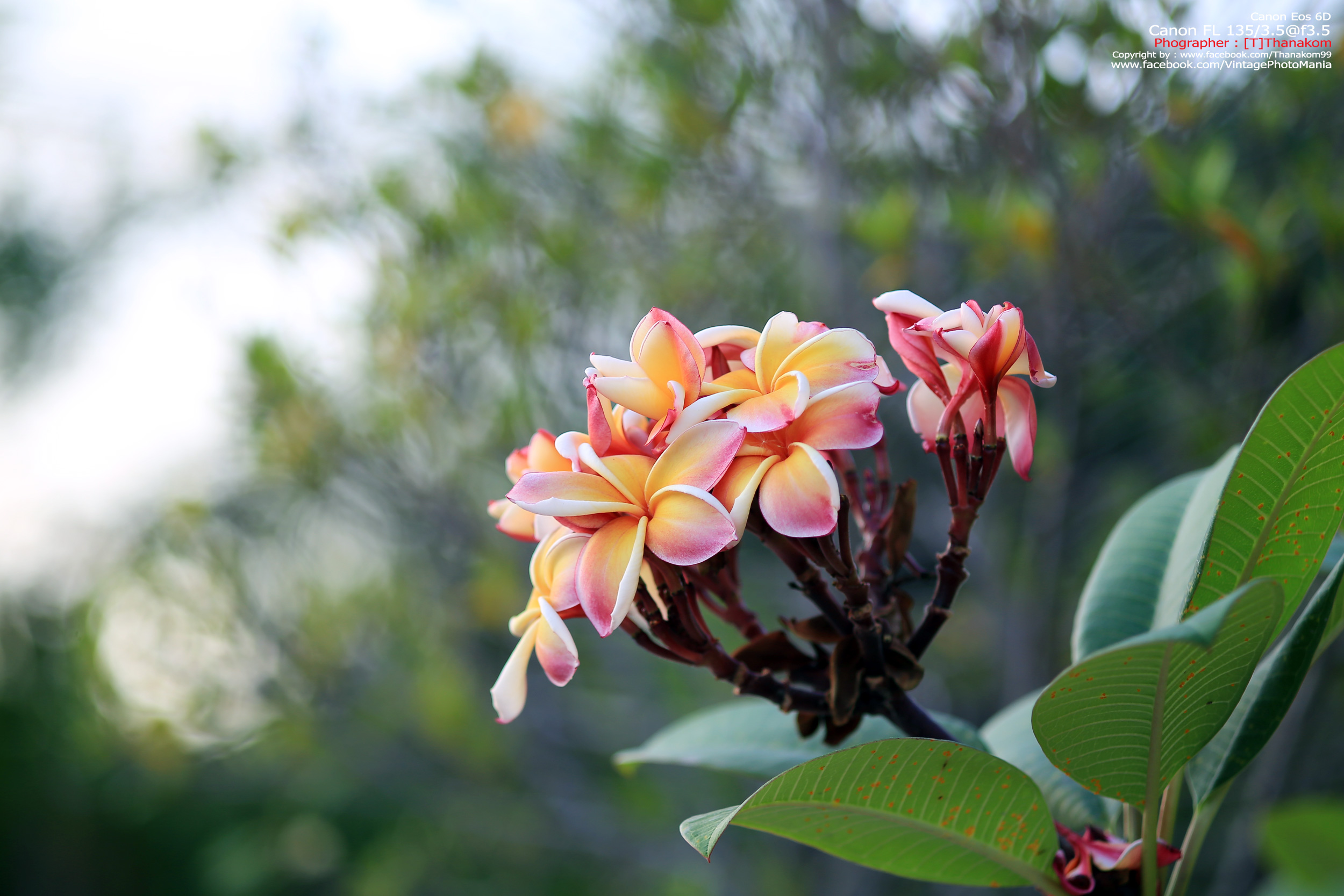 Canon FL 135/2.5 *Canon FD Mount เลนส์ไวแสงละลายฉากหลังสวย