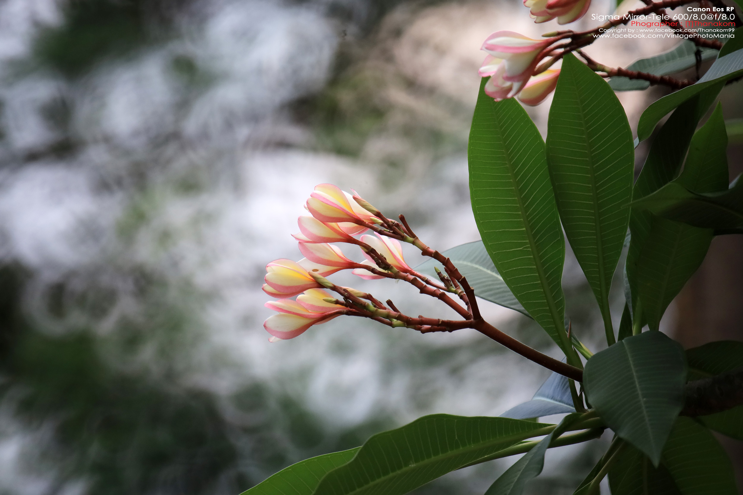 Sigma MC 600/8.0 Mirror Reflex *Canon EF Mount เลนส์ถ่ายไกลสุดๆโบเก้โดนัท