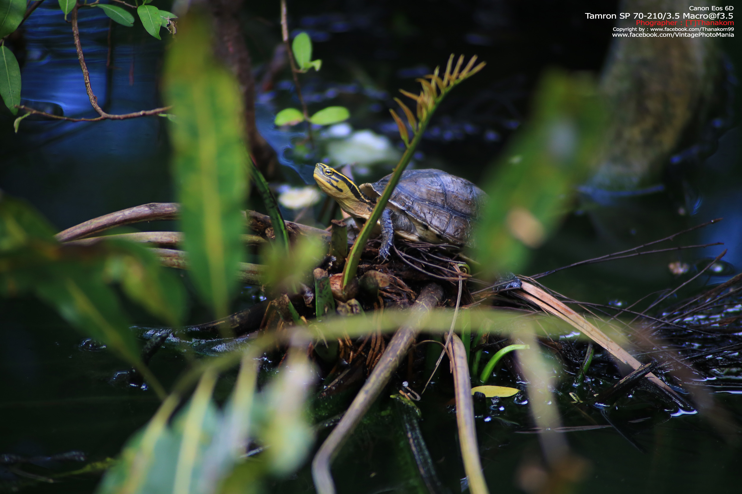 Tamron SP 70-210/3.5 CF Macro *Nikon Ai-S Mount เลนส์ไวแสงคมๆโบเก้สวย