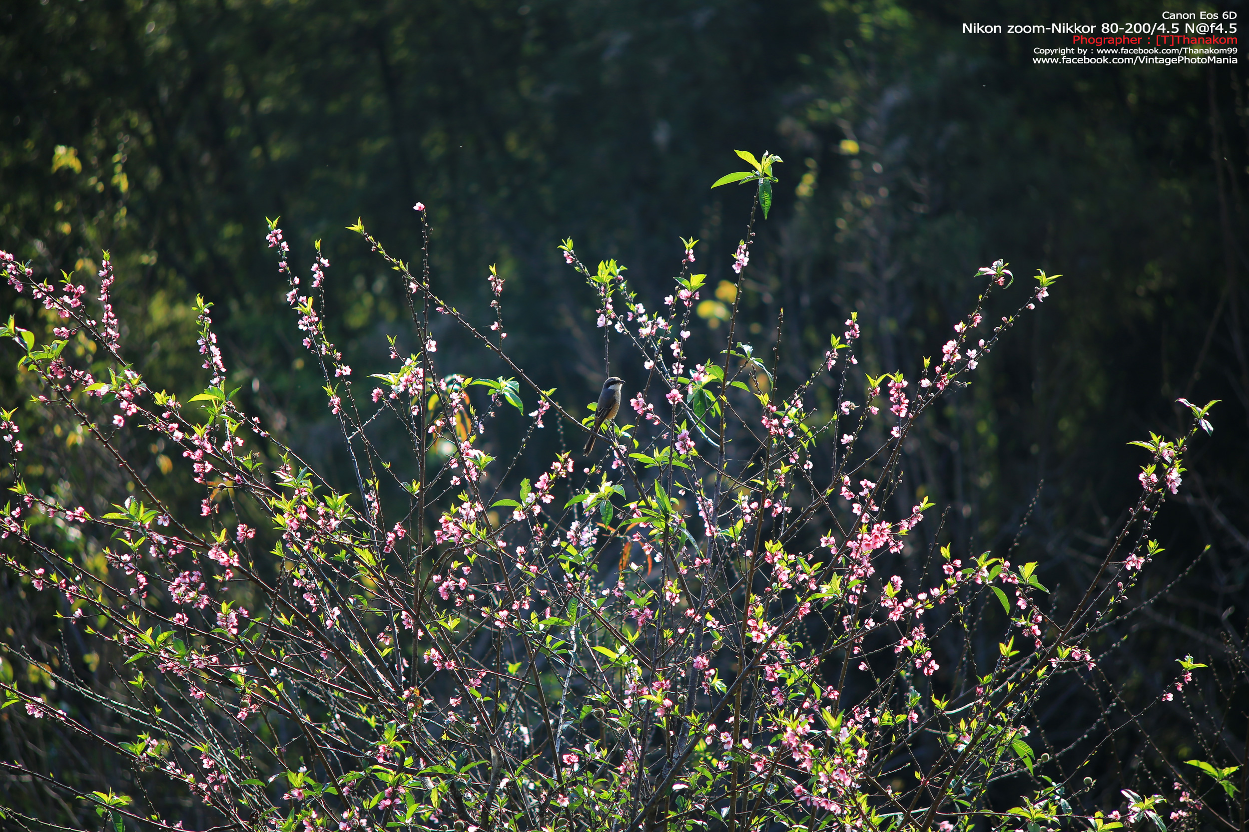 Nikon Zoom-Nikkor 80-200/4.5 N *Nikon Ai-S Mount เลนส์ซูมมือหมุนระยะไกลคมๆจากนิค่อน