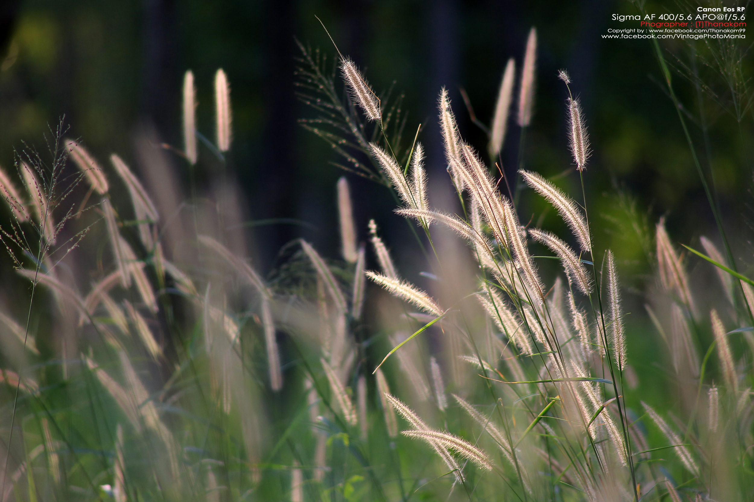 Sigma AF 400/5.6 *Nikon AF-D Mount เลนส์ซูมซูเปอร์เทเลสายถ่ายนกเอฟกว้าง