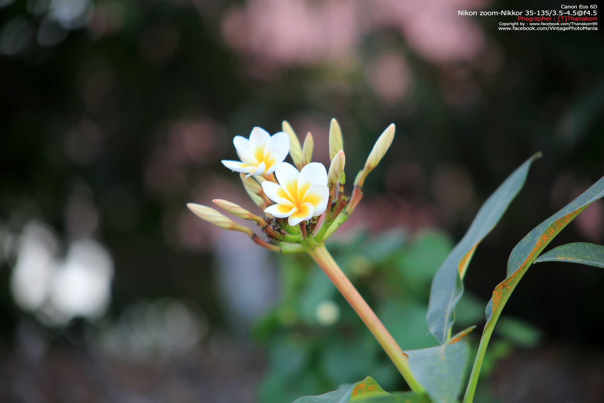 Nikon Zoom-Nikkor 35-135/3.5-4.5 *Nikon Ai-S Mount เลนส์ซูมอเนกประสงค์