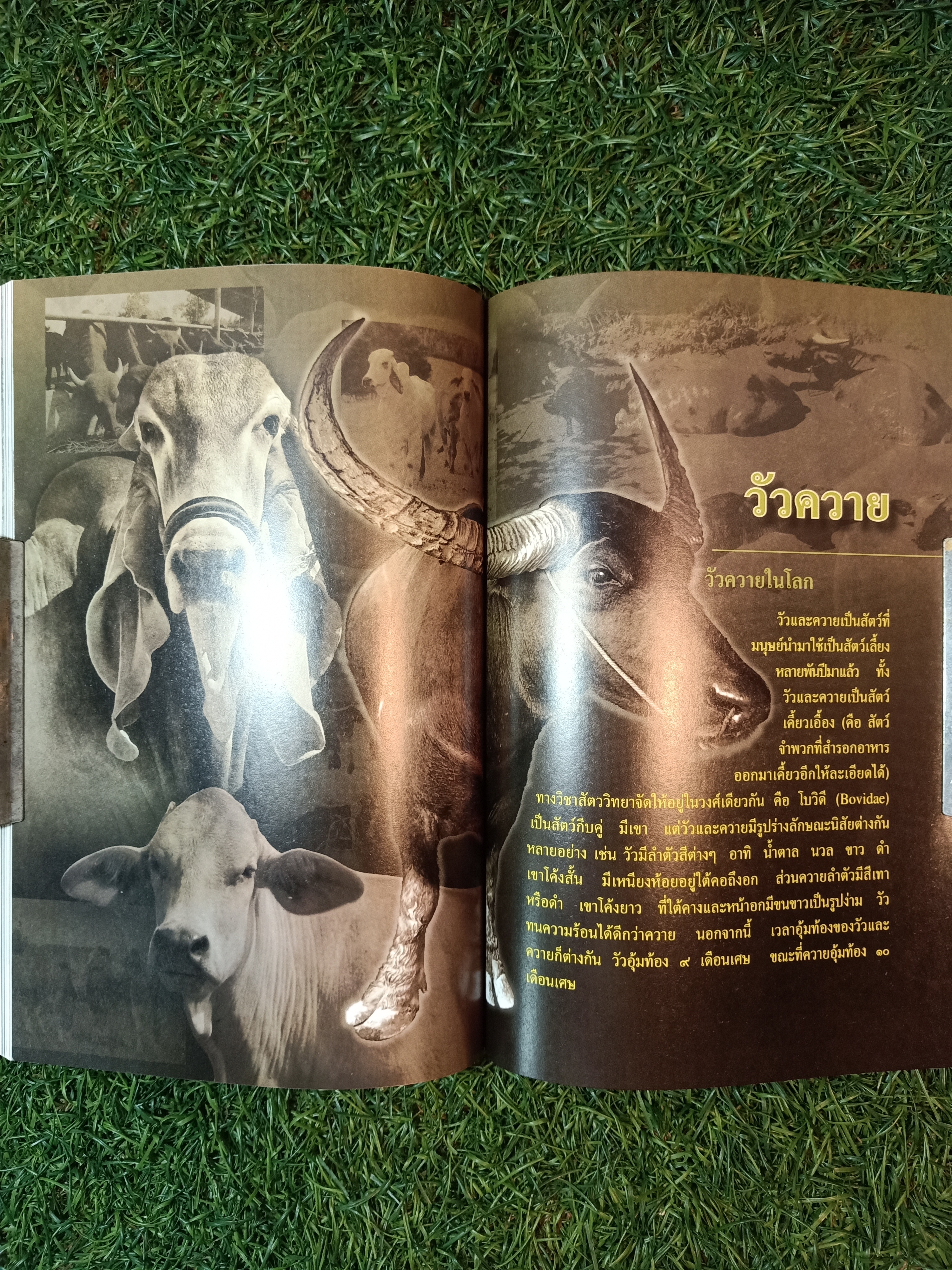 สารานุกรมไทยสำหรับเยาวชน ช้าง ม้า วัวควาย ฉบับเสริมการเรียนรู้ เล่ม ๑๒ / อลงกรณ์ มหรรณพ