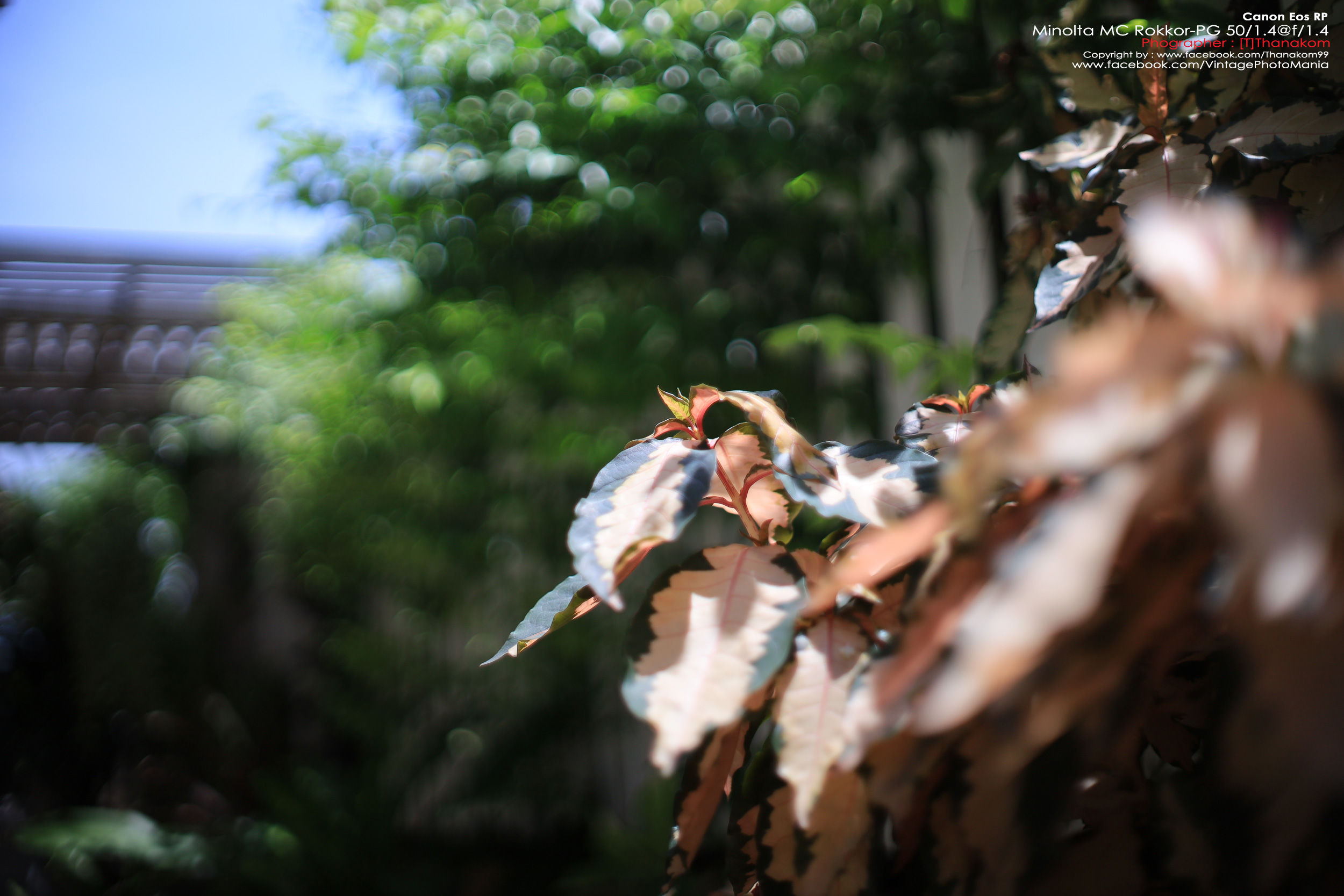 Minolta MC Rokkor-PG 50/1.4 *MD Mount เลนส์ไวแสงละลายฉากหลังสวย