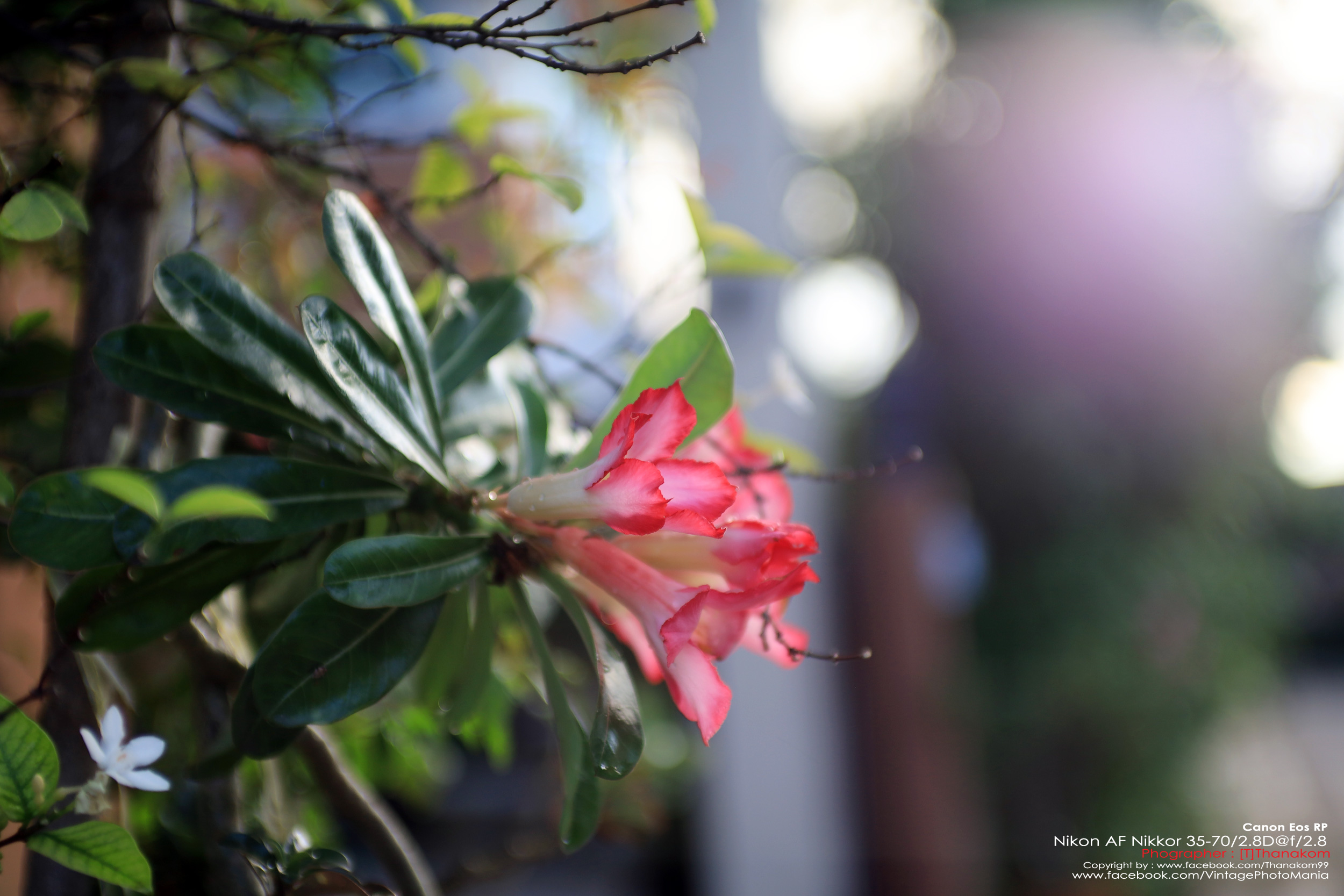 Nikon AF Nikkor 35-70/2.8 *Nikon AF-D Mount เลนส์ซูมเกรดโปรเอฟไม่ไหล