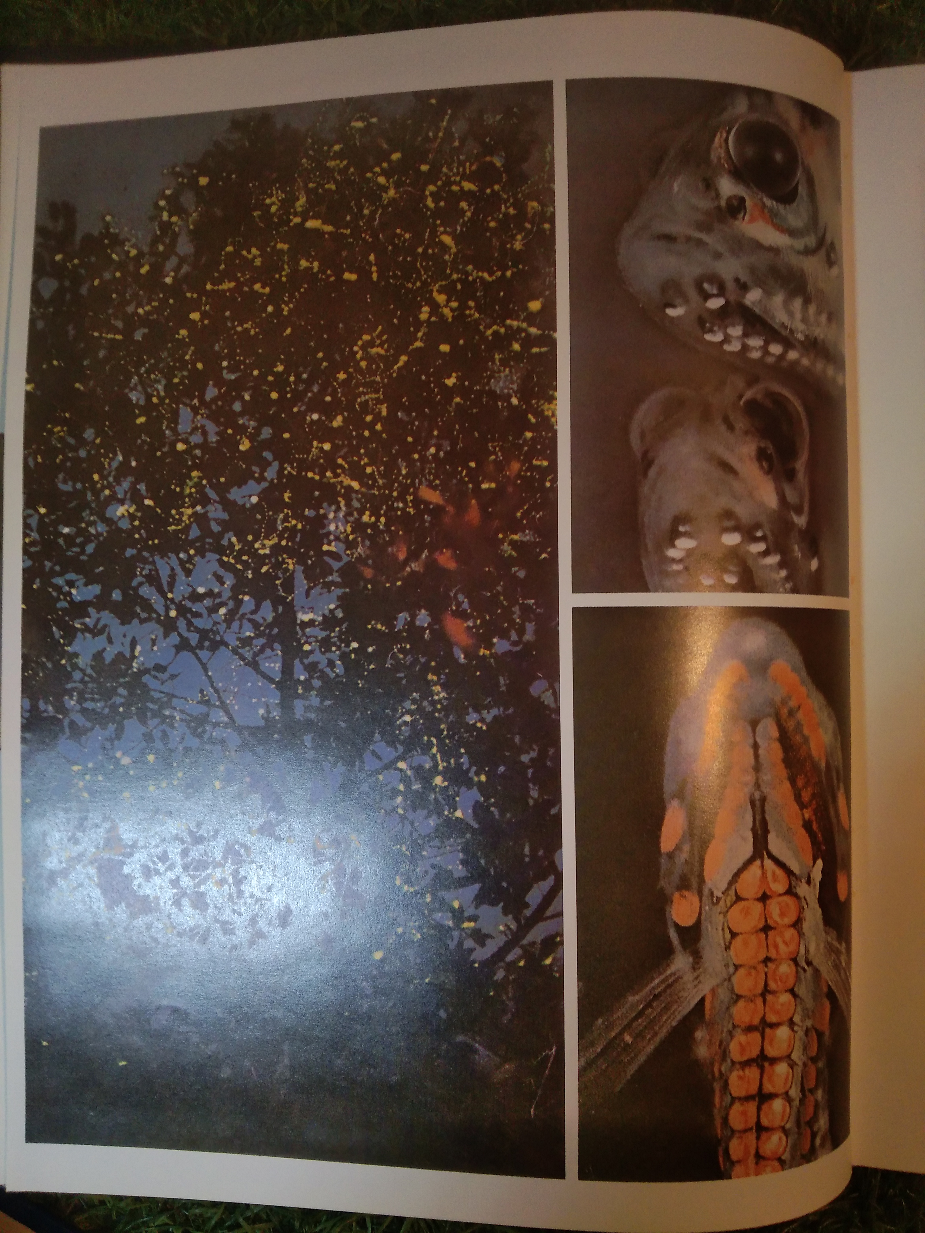 สารานุกรมไทยสำหรับเยาวชน เล่ม 4 / โดยพระราชประสงค์ในพระบาทสมเด็จพระเจ้าอยู่หัว