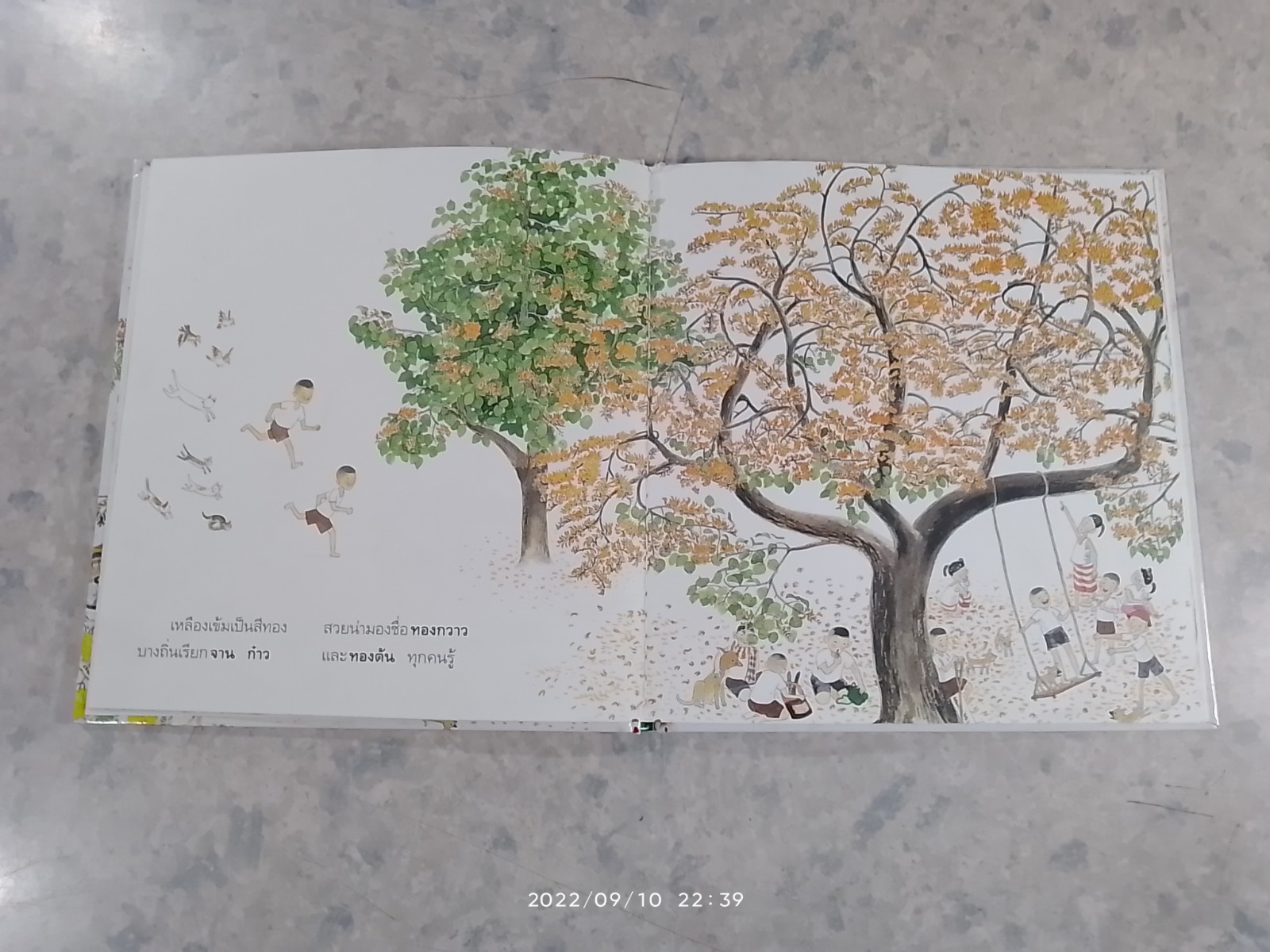 ดอกไม้ใกล้ตัว ดอกไม้ฤดูร้อน / ปรีดา ปัญญาจันทร์ ภาพ