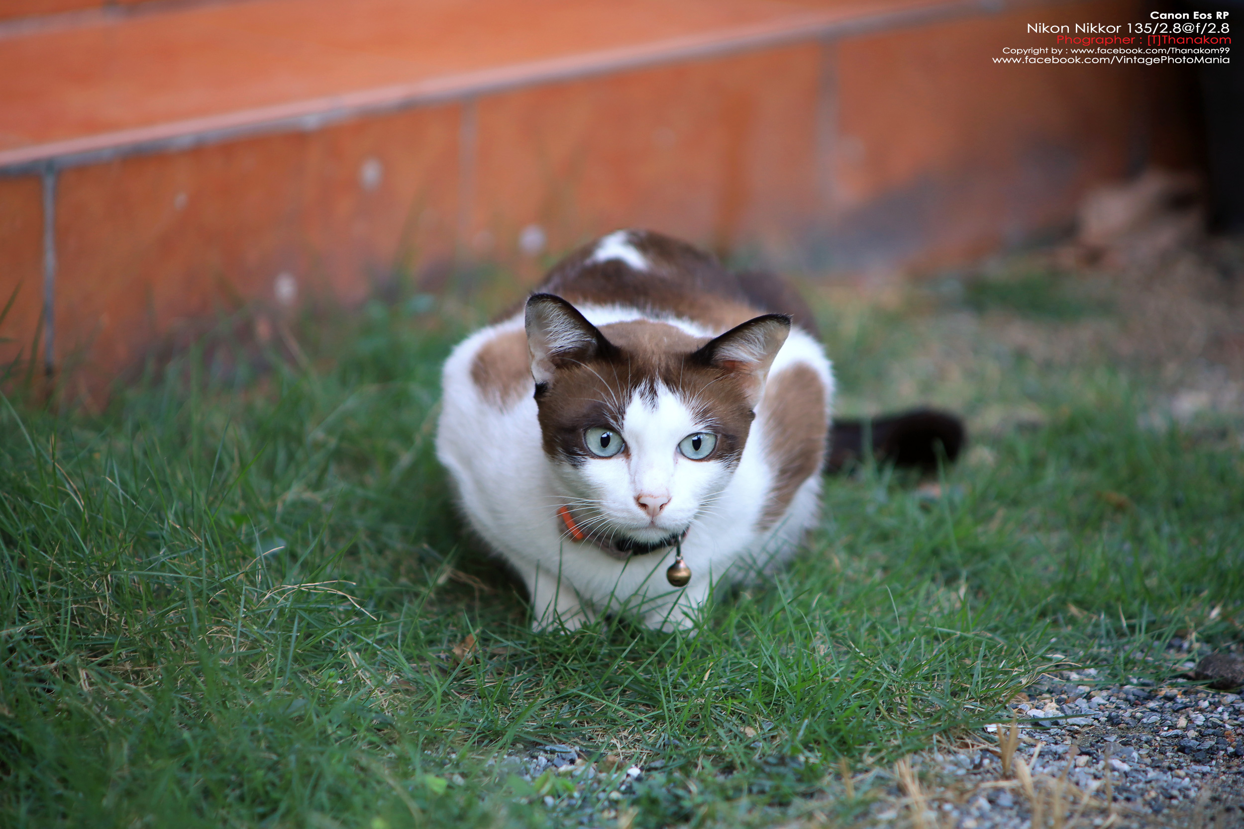 Nikon Nikkor-Q 135/2.8 *Nikon Ai-S Mount เลนส์พรอตเทรตคมๆละลายหลังสวย