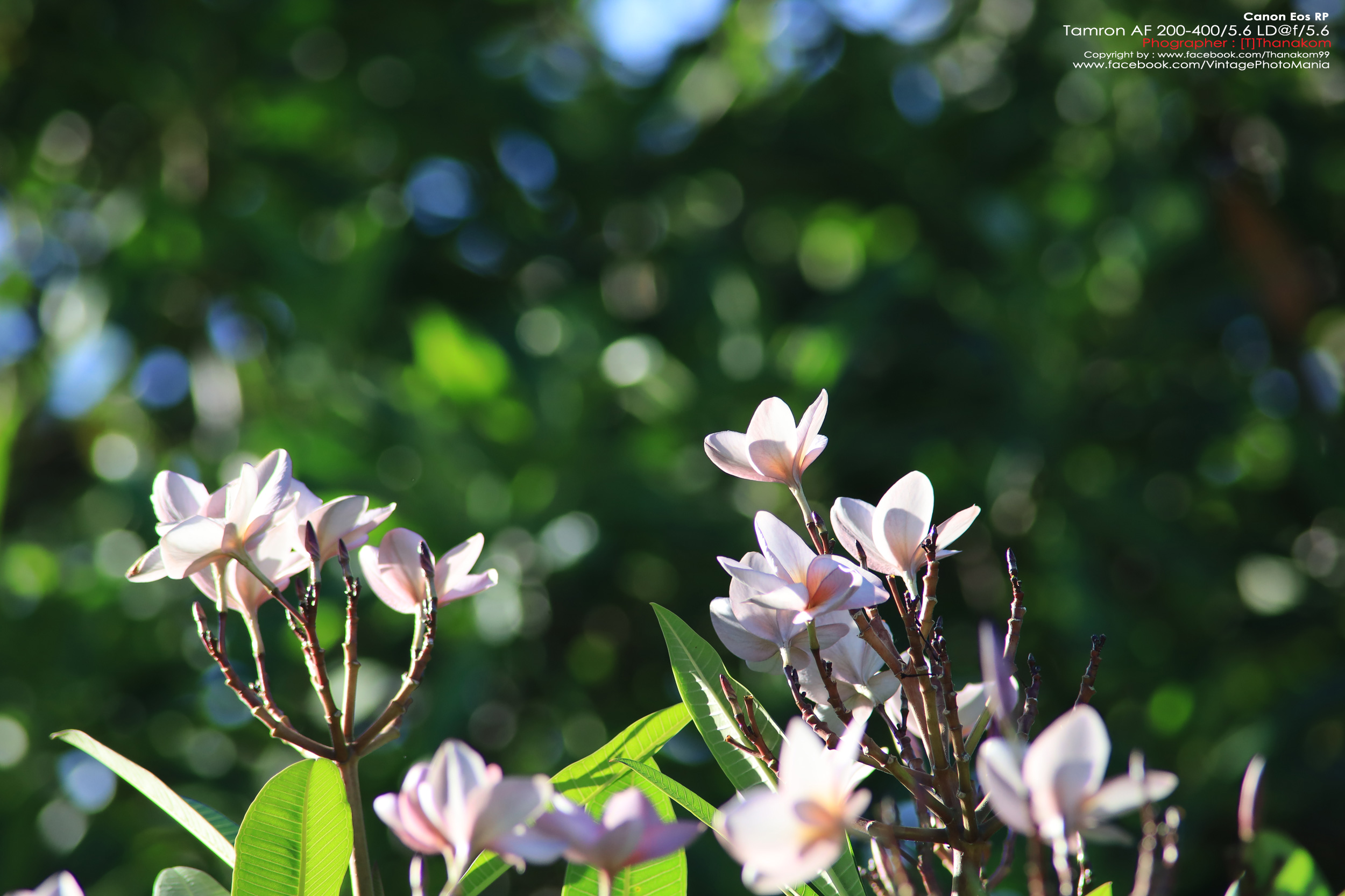 Tamron AF 200-400/5.6 LD *Canon EF เลนส์ซูมซูเปอร์เทเลสายถ่ายนกเอฟไม่ไหล