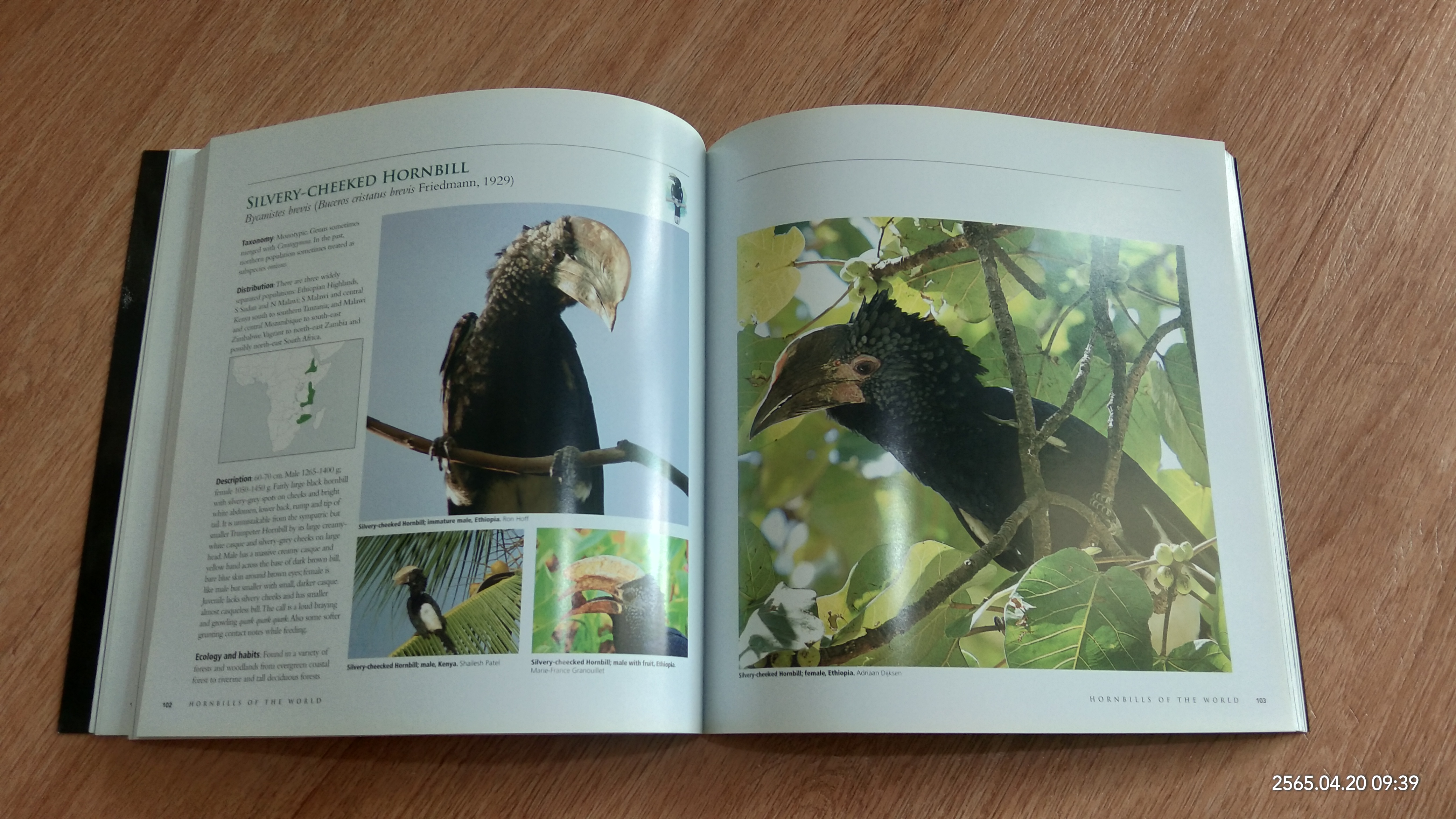 HORNBILLS OF THE WORLD / Poonswad, Pilai, Alan Kemp, Morten Strange