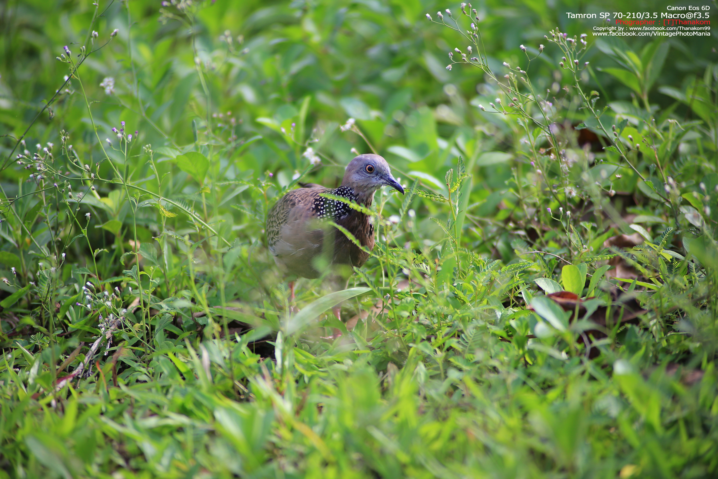 Tamron SP 70-210/3.5 CF Macro *Nikon Ai-S Mount เลนส์ไวแสงคมๆโบเก้สวย