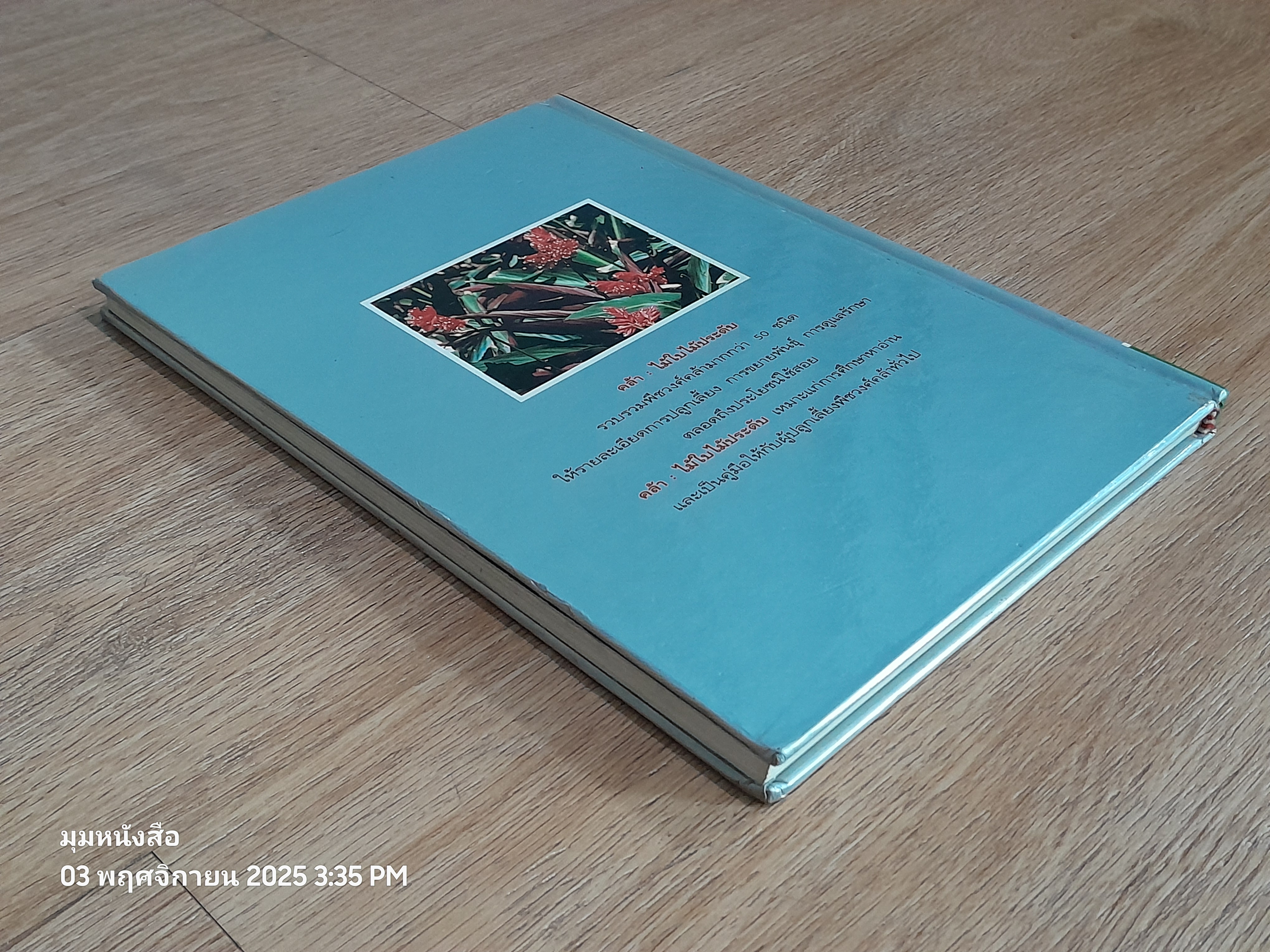 คล้า : ไม้ใบไม้ประดับ