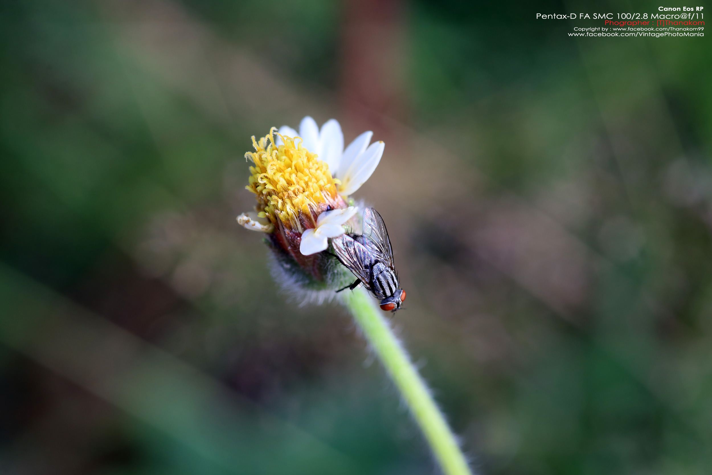 Pentax-D FA SMC 100/2.8 Macro *PK-AF Mount เลนส์มาโครตัวเล็กเบาคมๆ