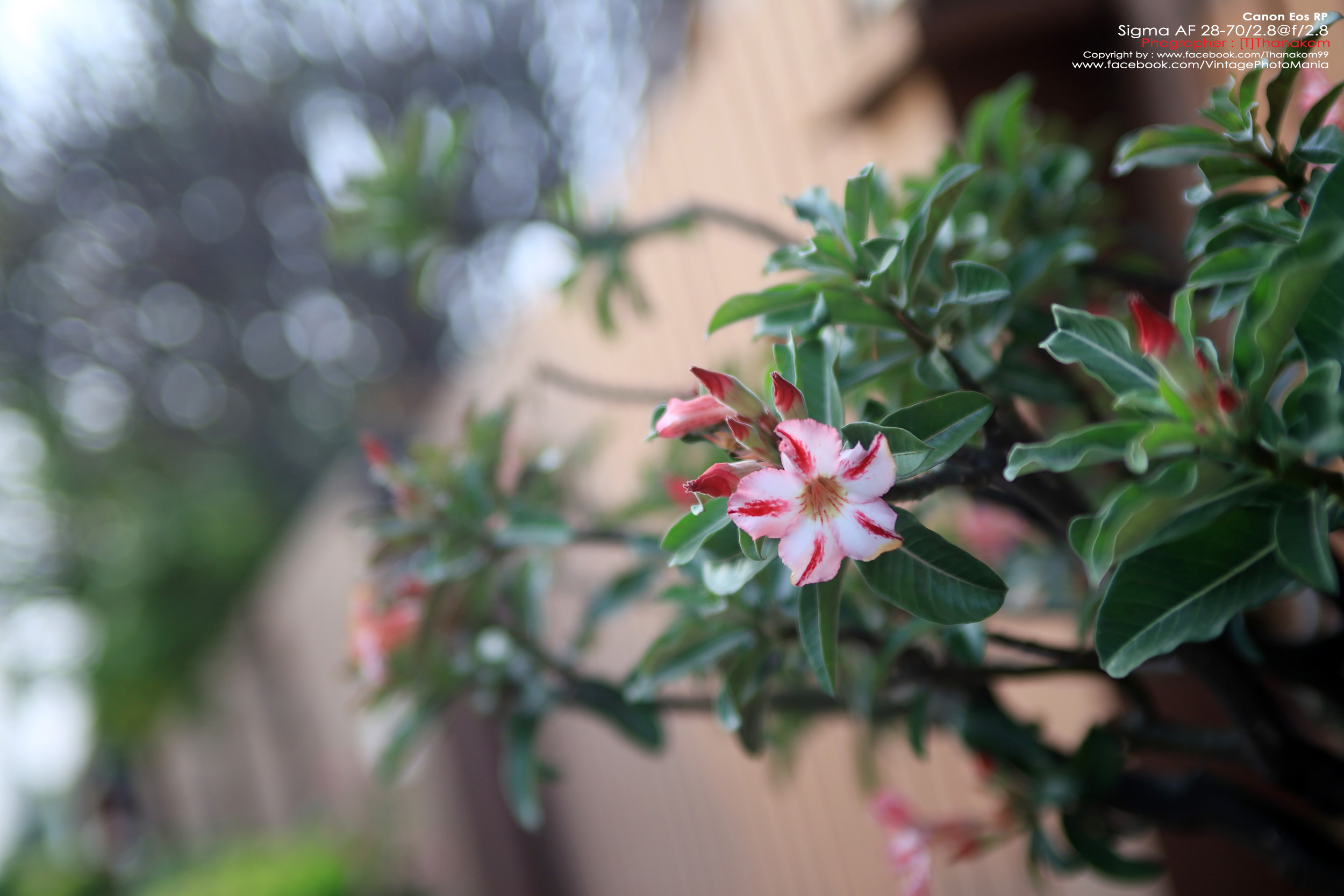 Sigma 28-70/2.8 *Nikon Ai-S Mount เลนส์โปรไวแสงละลายฉากหลังสวย