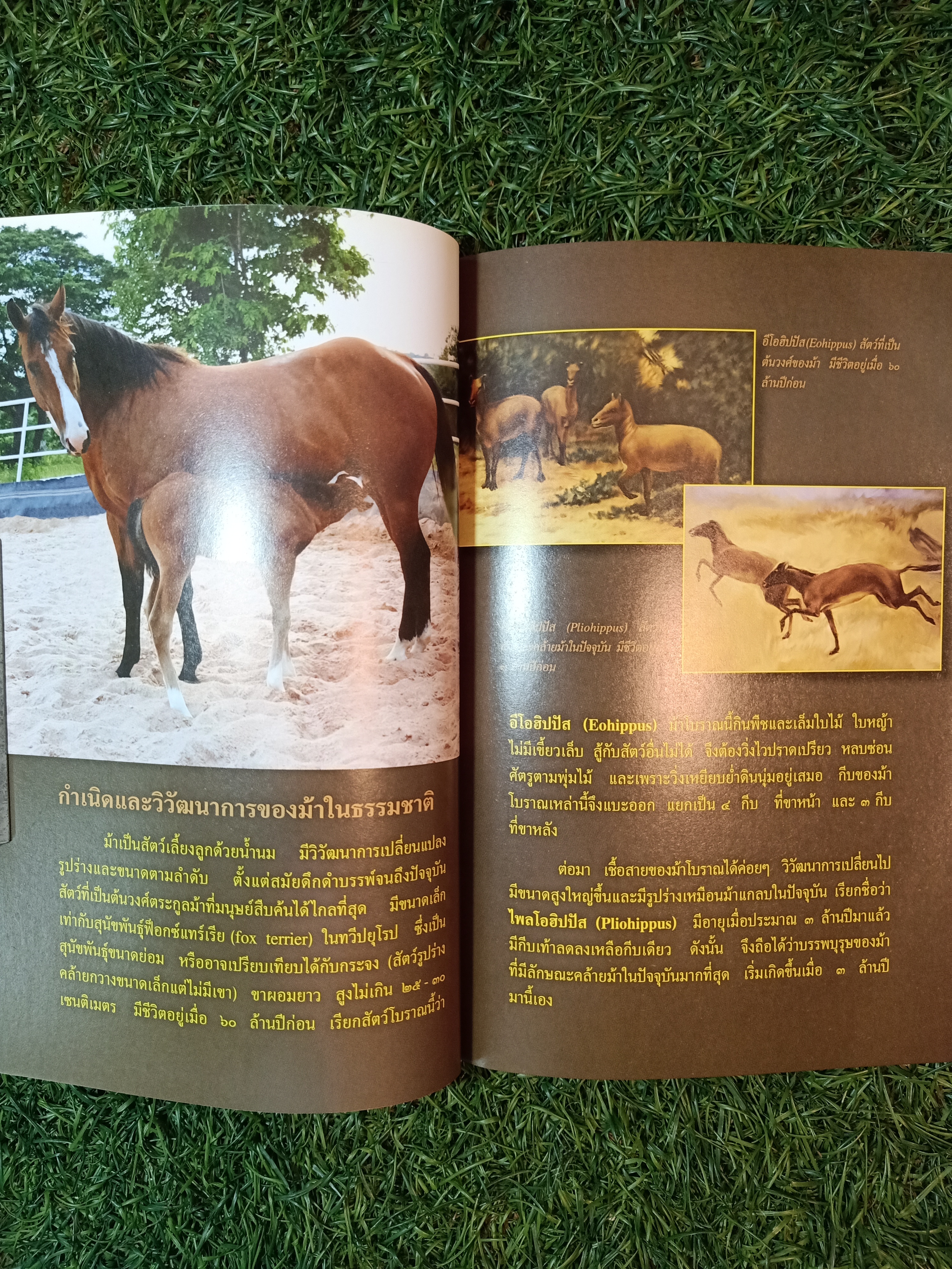 สารานุกรมไทยสำหรับเยาวชน ช้าง ม้า วัวควาย ฉบับเสริมการเรียนรู้ เล่ม ๑๒ / อลงกรณ์ มหรรณพ