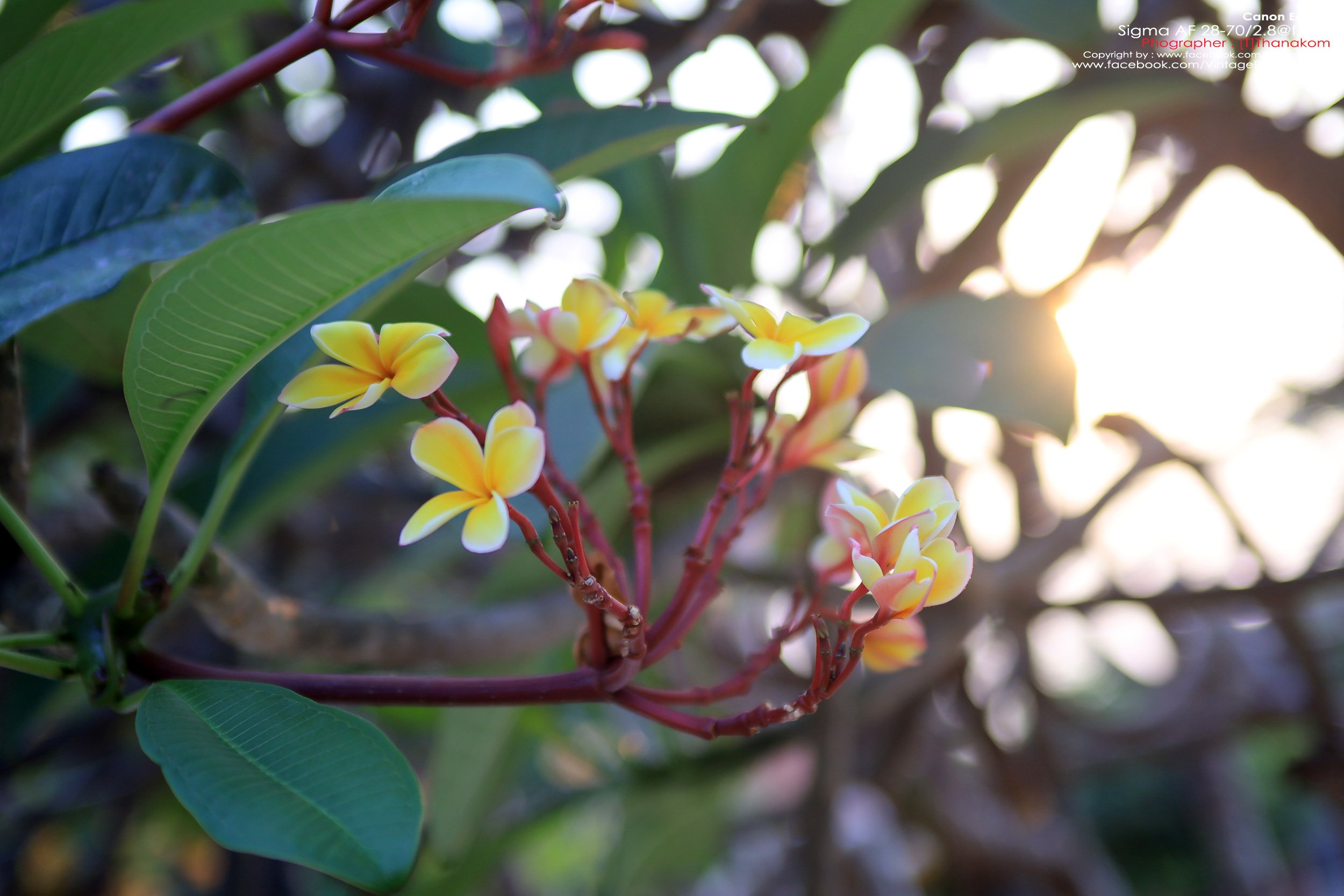 Sigma 28-70/2.8 *Nikon Ai-S Mount เลนส์โปรไวแสงละลายฉากหลังสวย