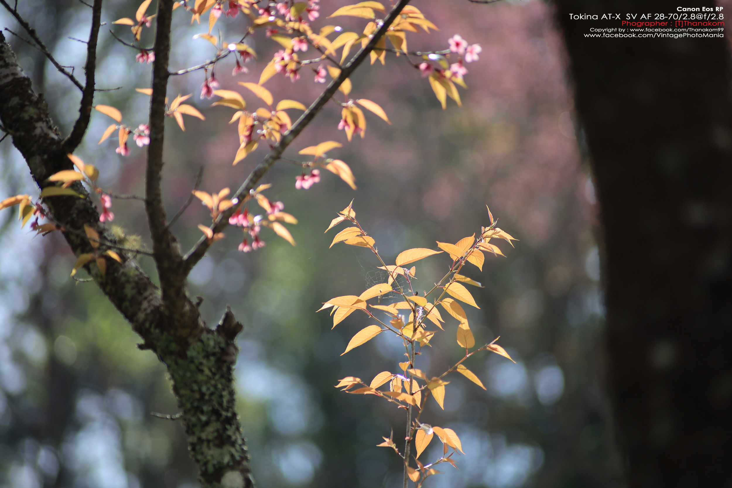 Tokina AT-X PRO AF 28-70/2.8 *Nikon AF-D Mount เลนส์ซูมเกรดโปรเอฟไม่ไหล