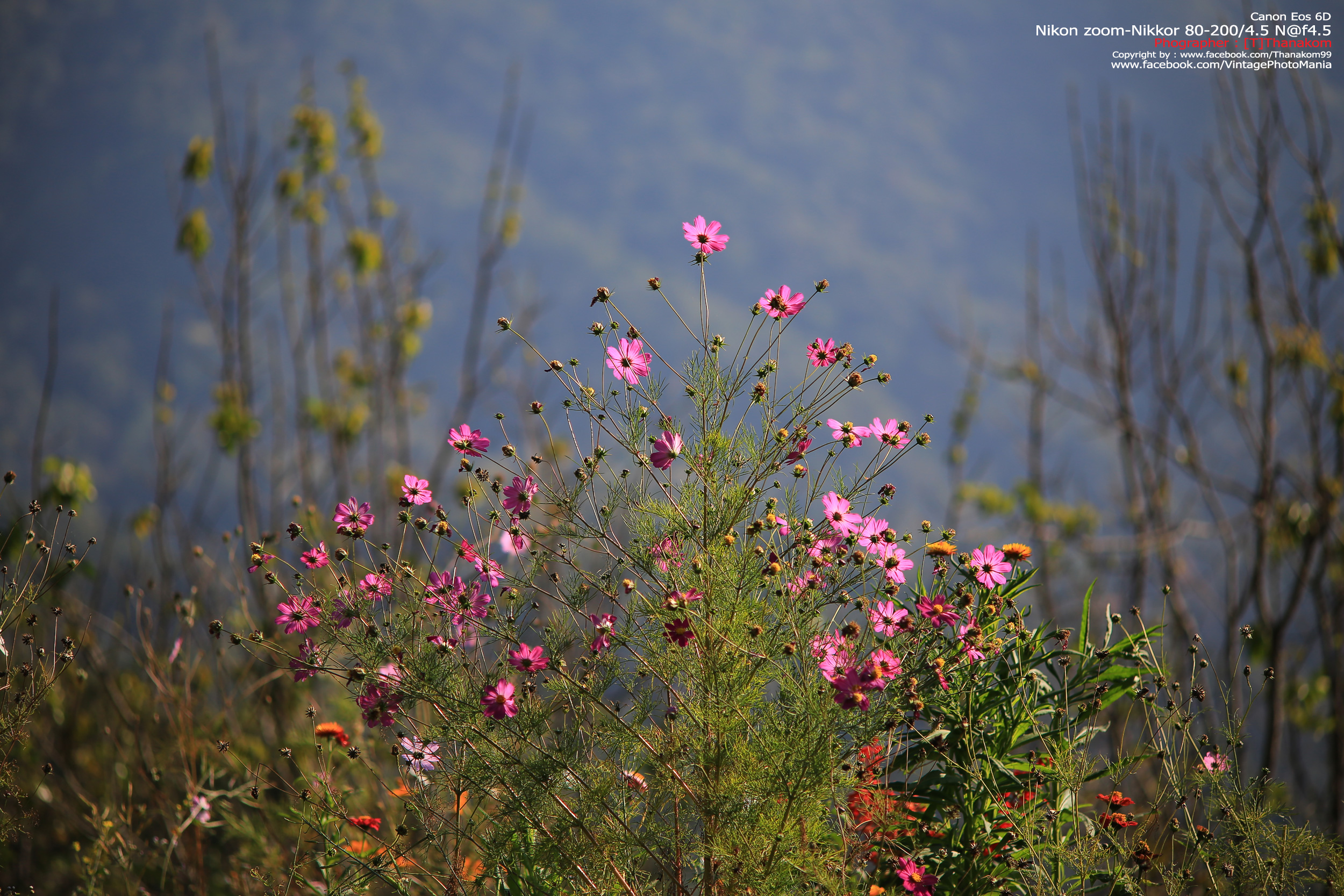 Nikon Zoom-Nikkor 80-200/4.5 N *Nikon Ai-S Mount เลนส์ซูมมือหมุนระยะไกลคมๆจากนิค่อน