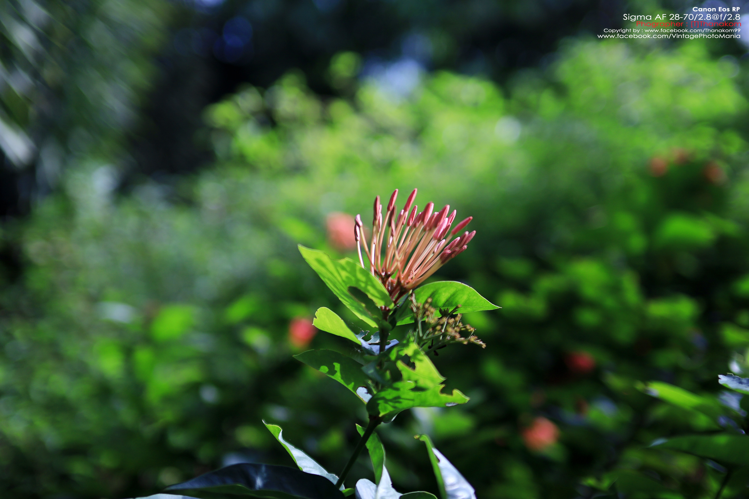 Sigma 28-70/2.8 *Nikon Ai-S Mount เลนส์โปรไวแสงละลายฉากหลังสวย