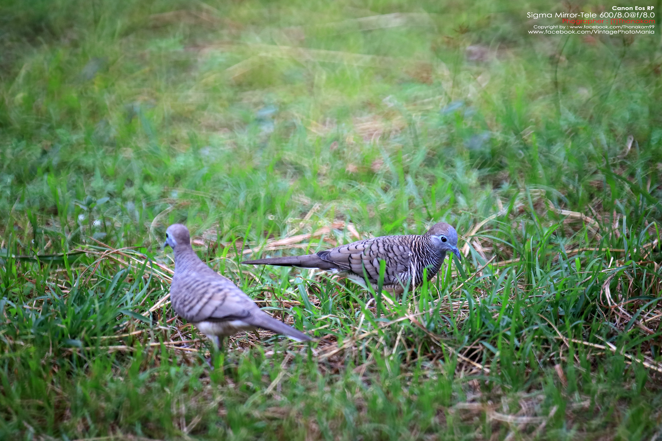 Sigma MC 600/8.0 Mirror Reflex *Canon EF Mount เลนส์ถ่ายไกลสุดๆโบเก้โดนัท