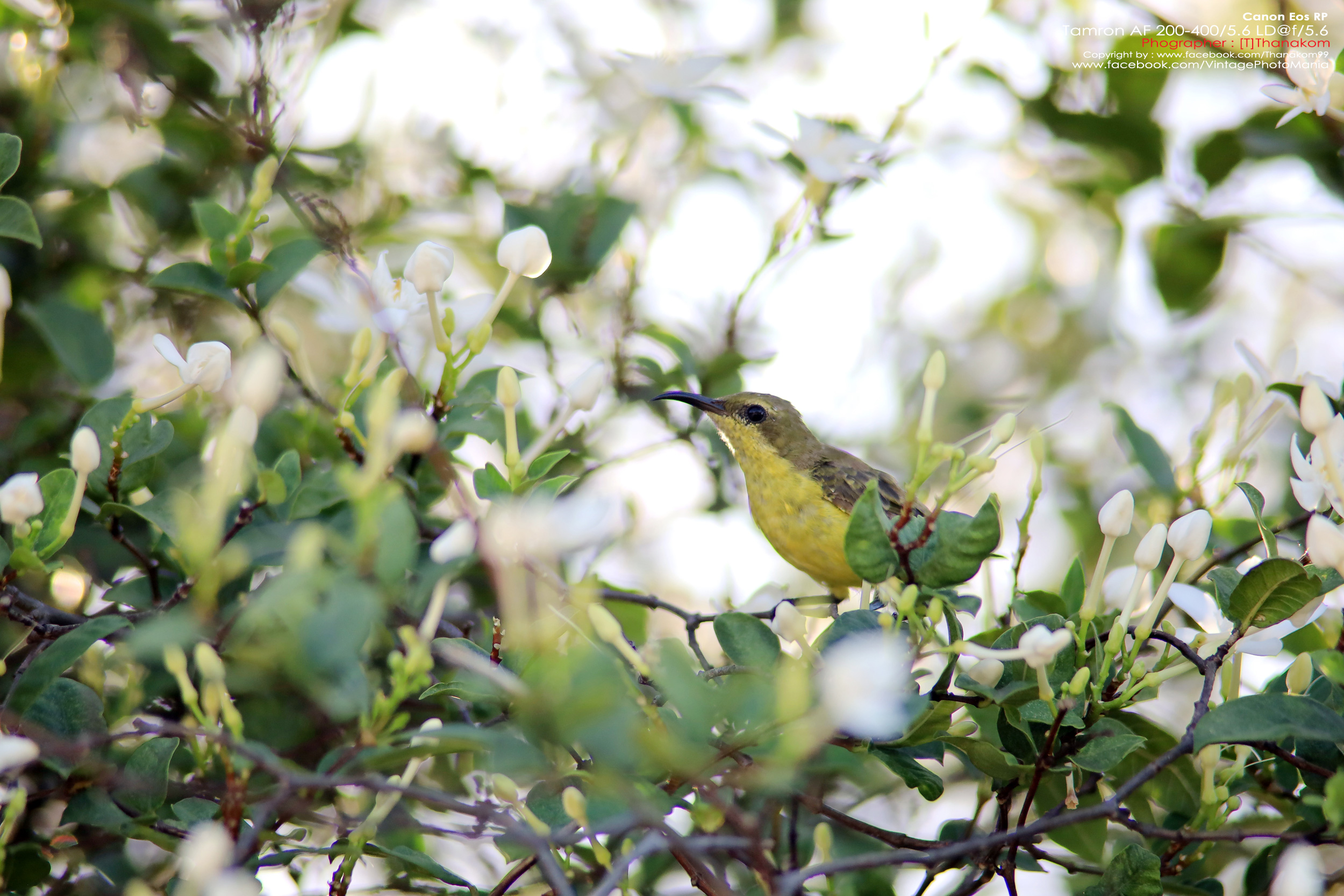 Tamron AF 200-400/5.6 LD *Canon EF เลนส์ซูมซูเปอร์เทเลสายถ่ายนกเอฟไม่ไหล