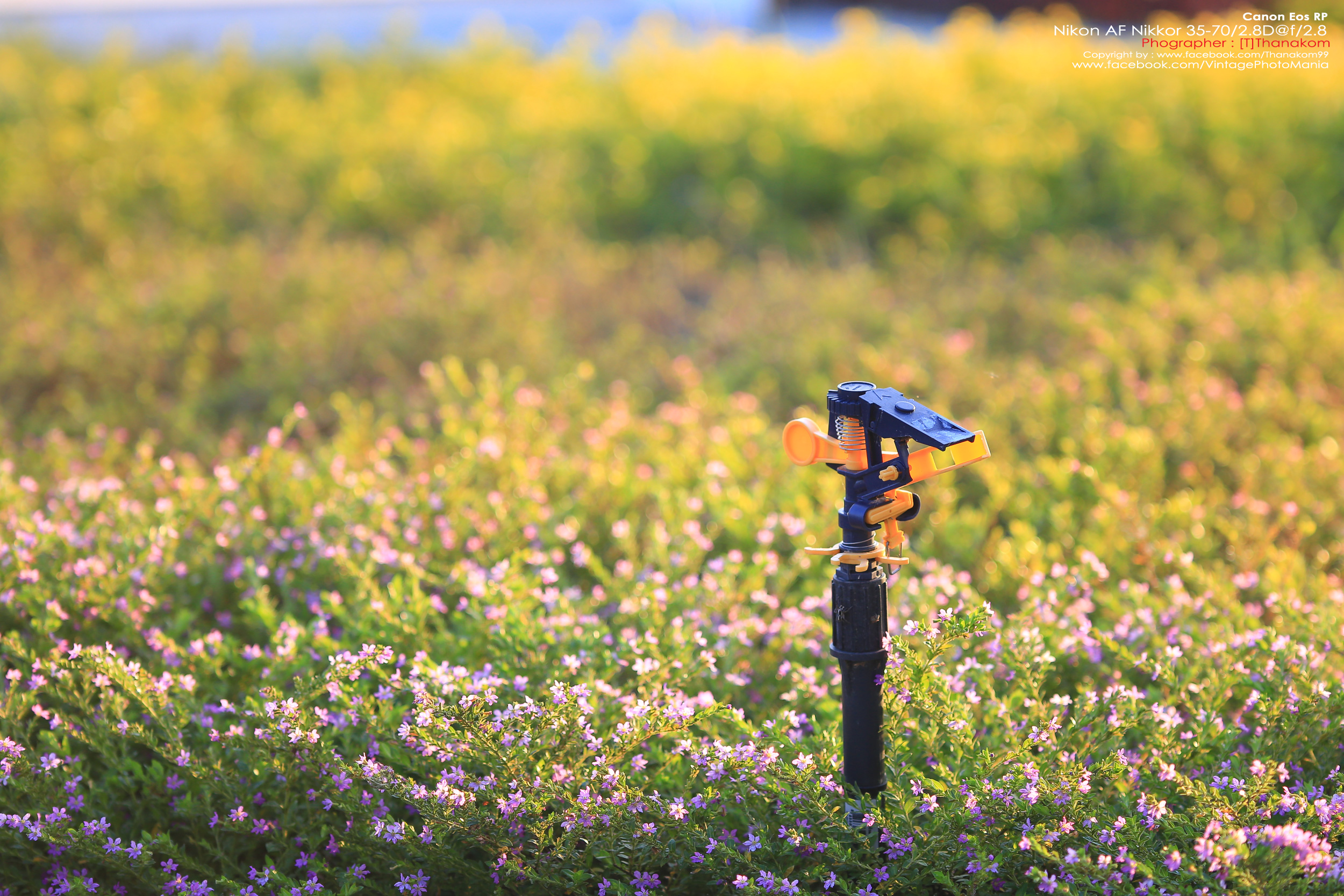 Nikon AF Nikkor 35-70/2.8 *Nikon AF-D Mount เลนส์ซูมเกรดโปรเอฟไม่ไหล