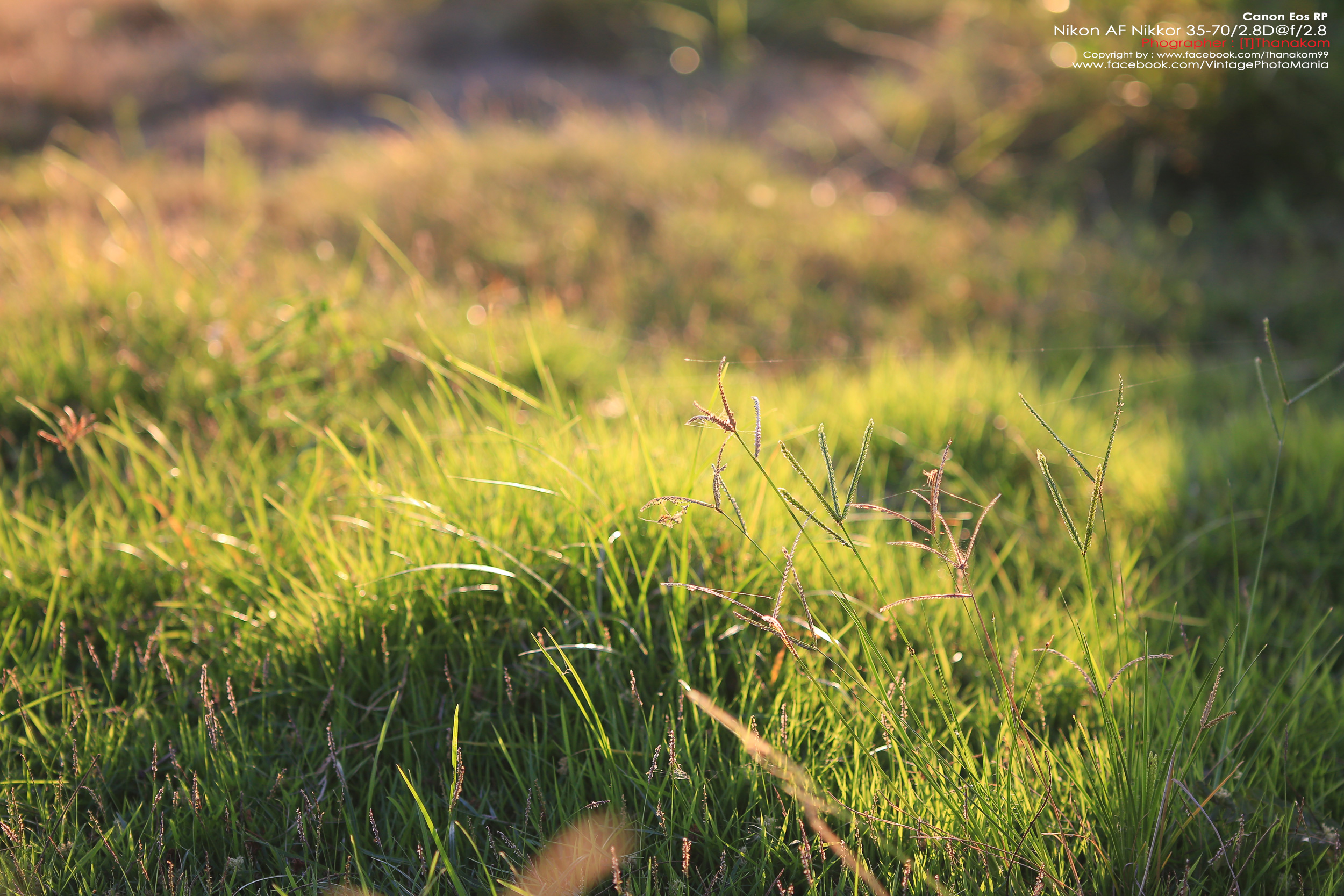 Nikon AF Nikkor 35-70/2.8 *Nikon AF-D Mount เลนส์ซูมเกรดโปรเอฟไม่ไหล