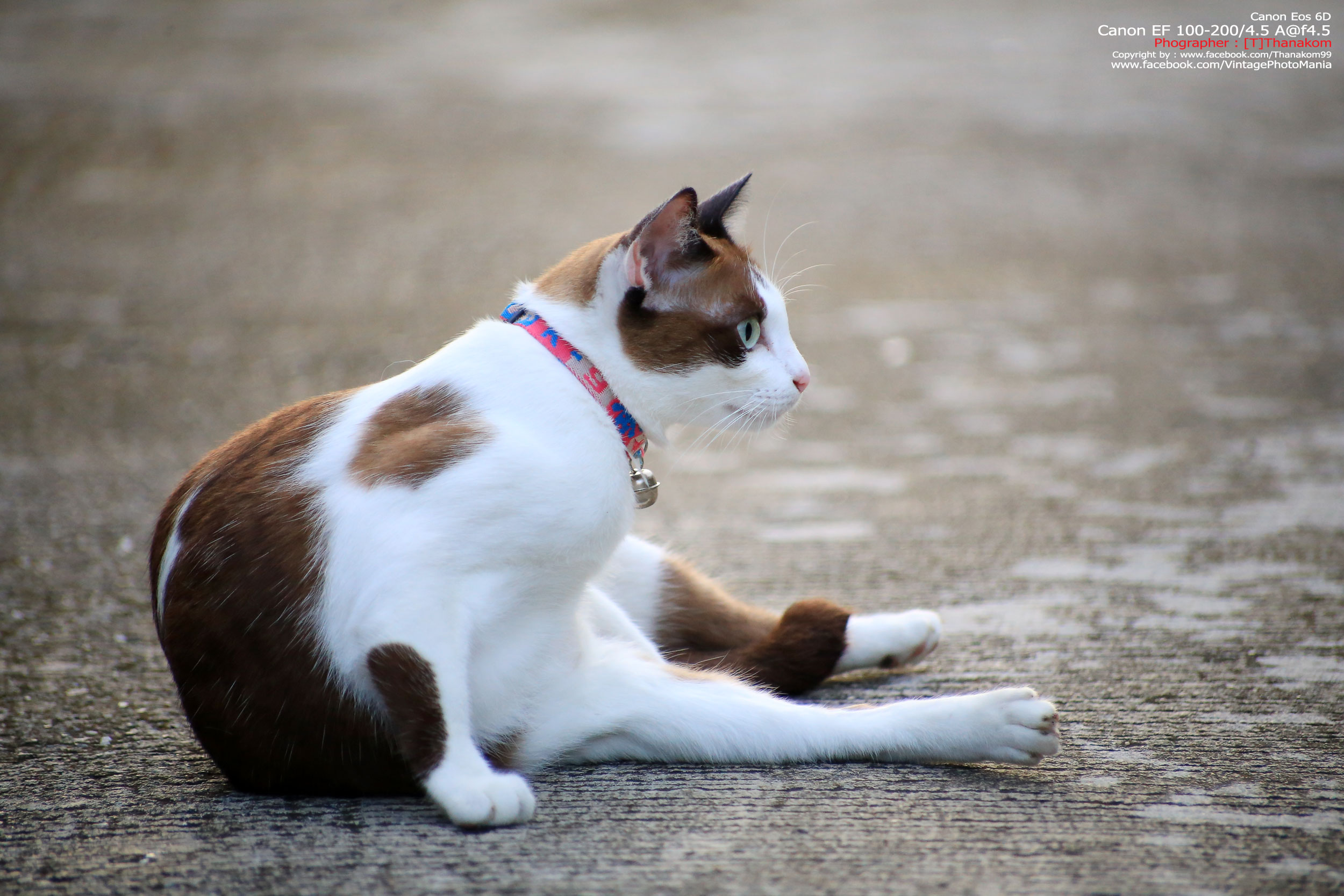 Canon EF 100-200/4.5 A *Canon EF Mount เลนส์ซูมเอฟไม่ไหลตัวเล็กรองรับฟูลเฟรม