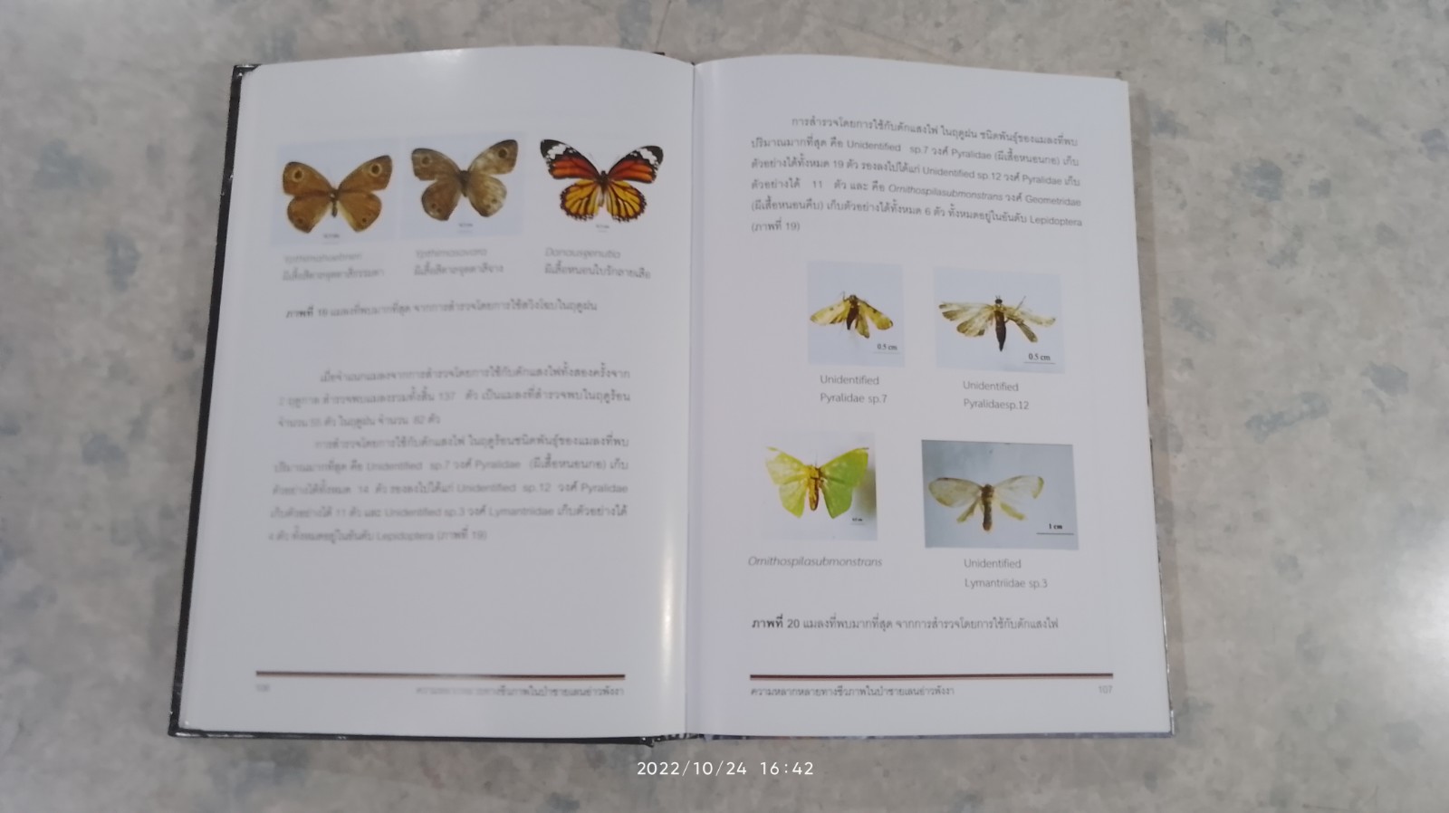 ความหลากหลายทางชีวภาพในป่าชายเลน อ่าวพังงา